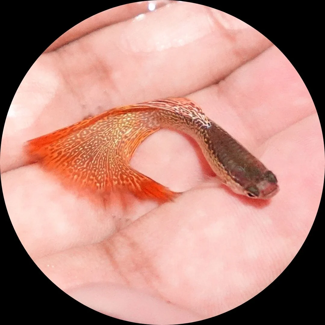 Red Lace Guppy Fish