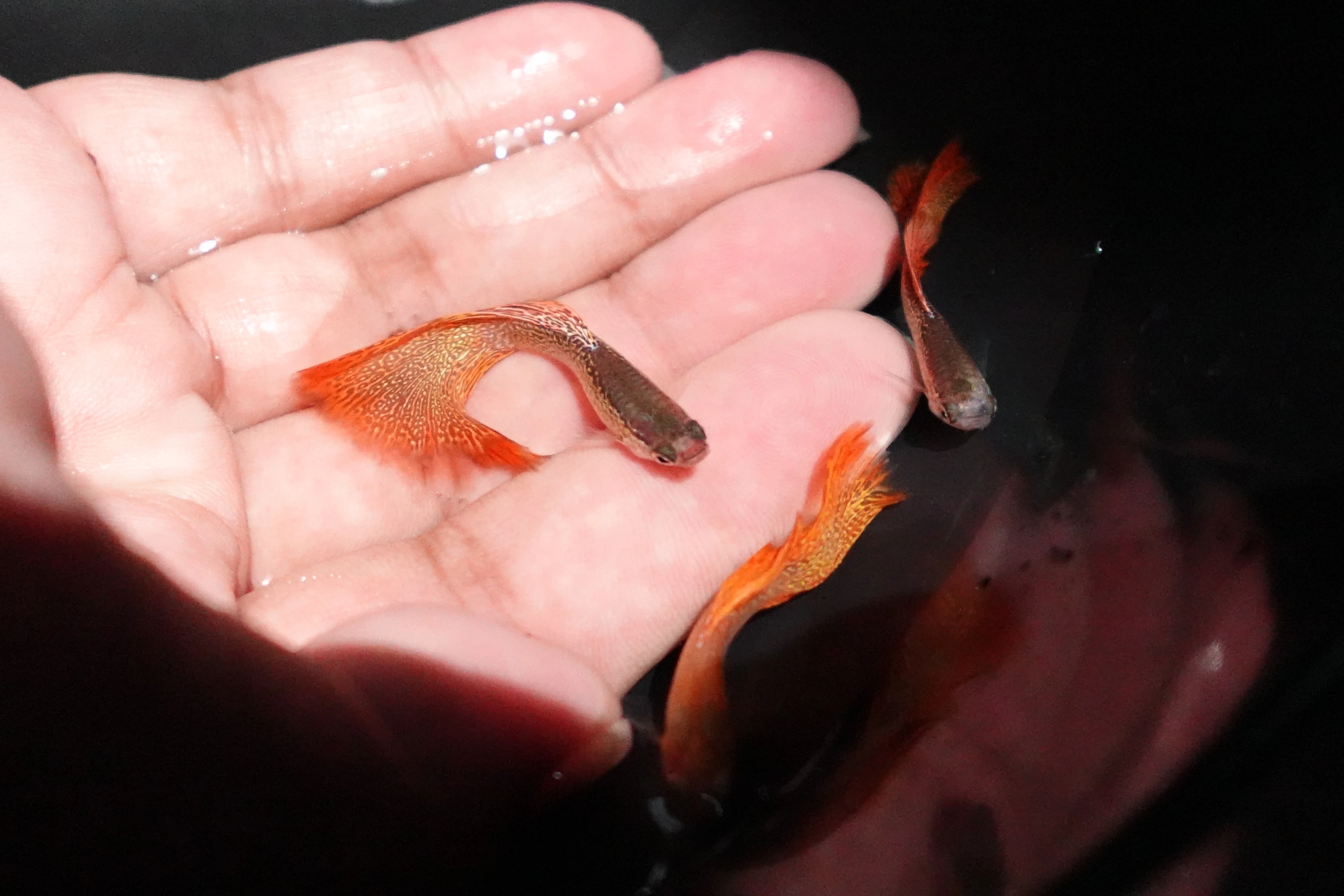 Red Lace Guppy Fish - Image 2