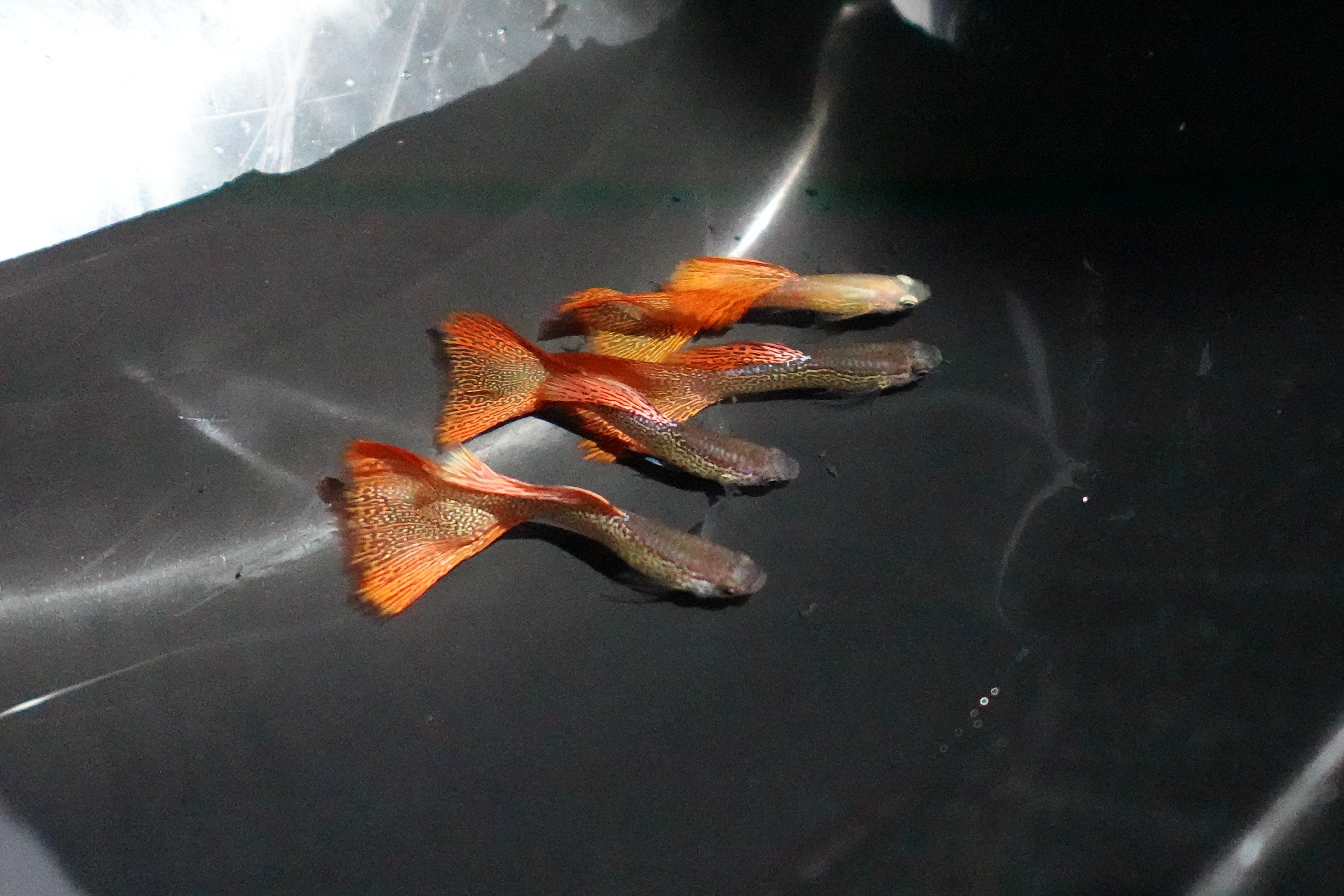 Red Lace Guppy Fish - Image 3