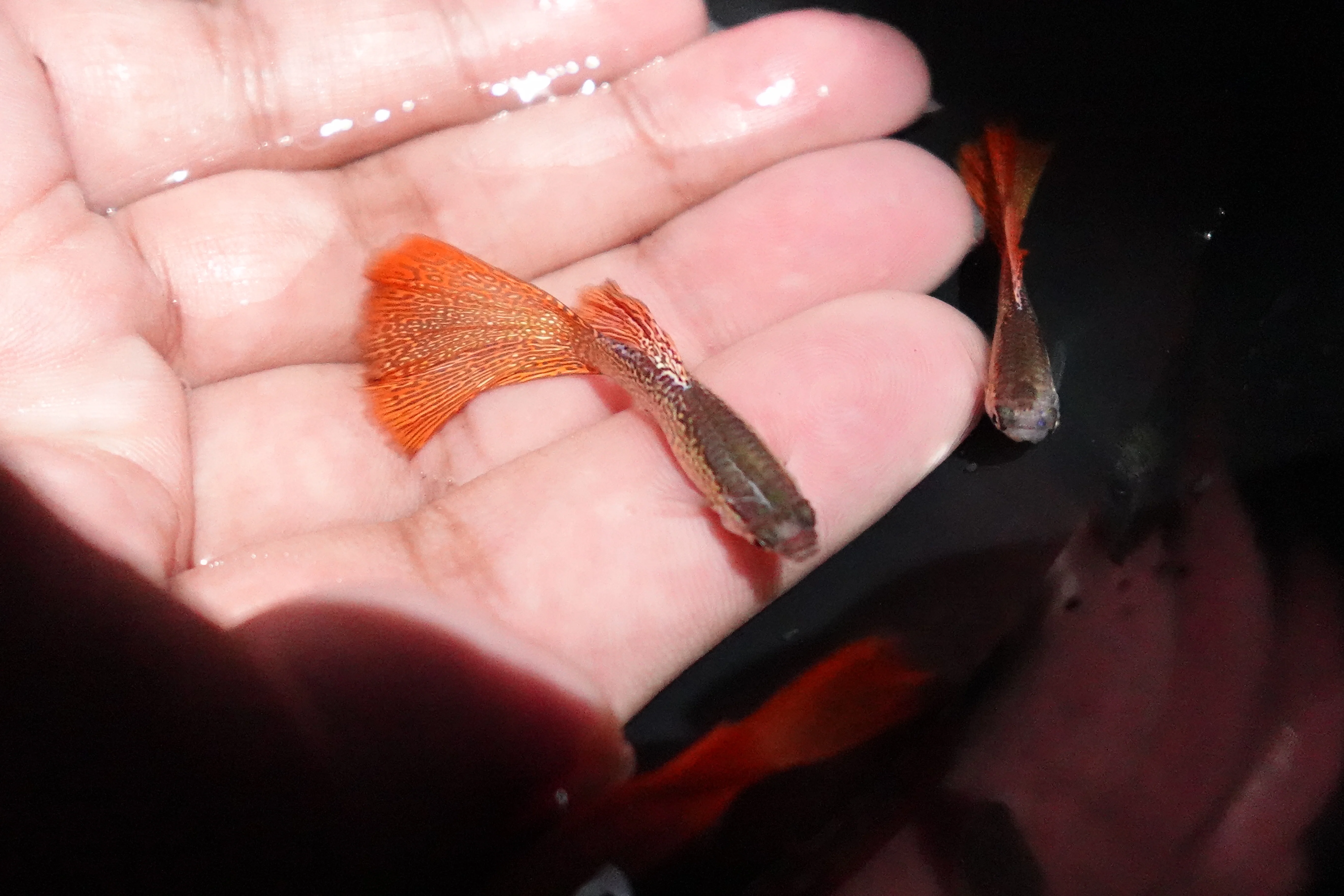 Red Lace Guppy Fish - Image 4