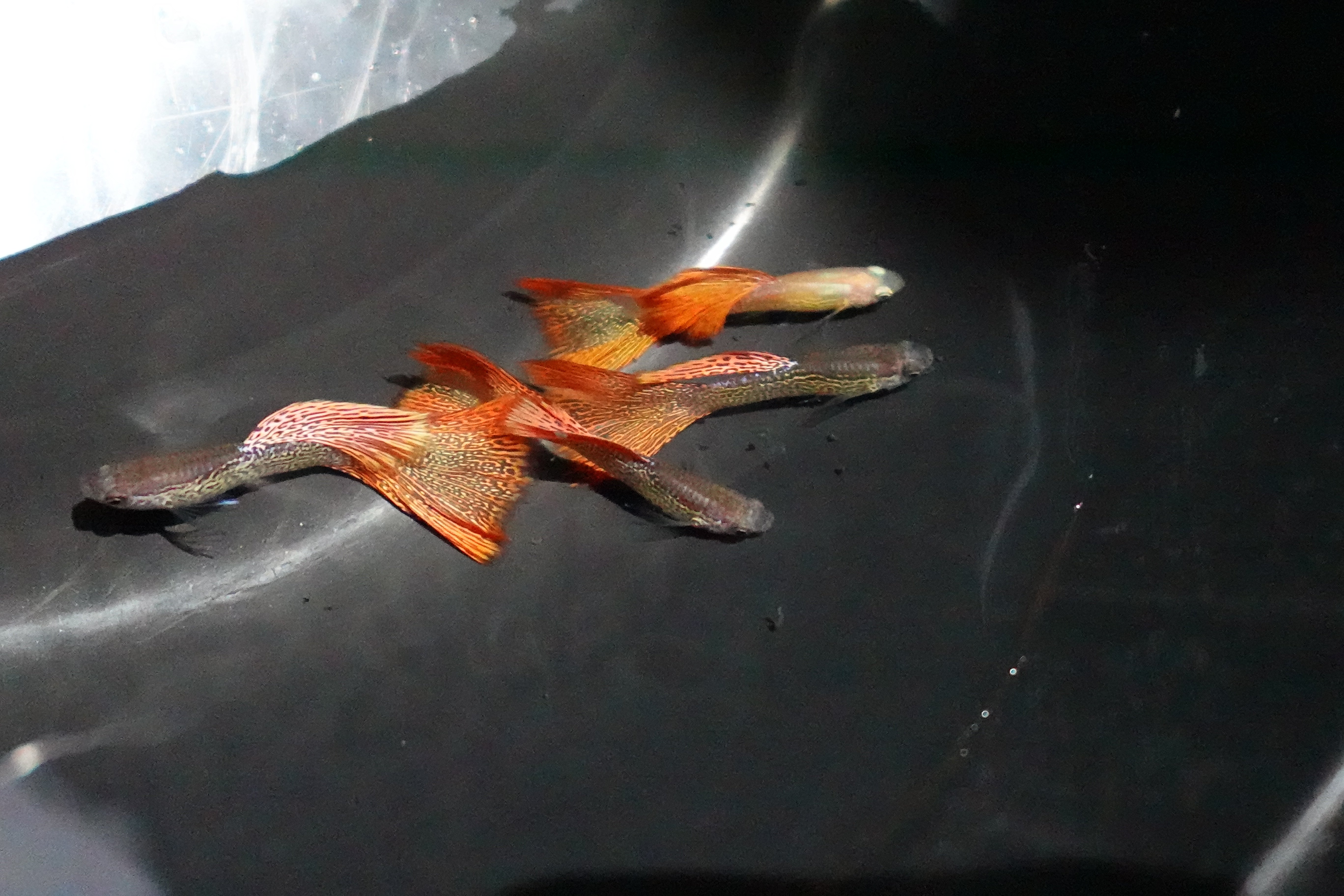 Red Lace Guppy Fish - Image 5