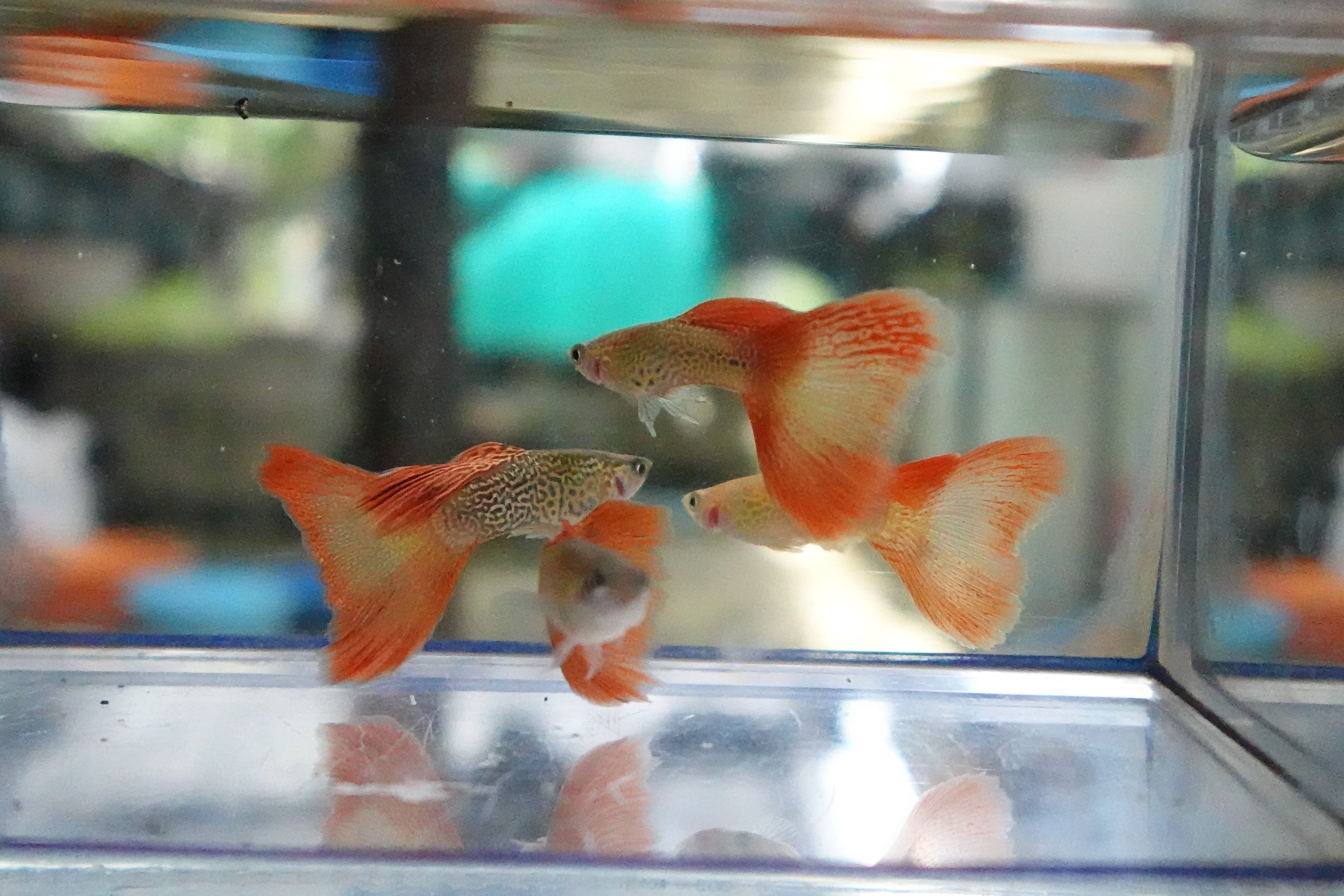 Red Lace Guppy Fish - Image 6