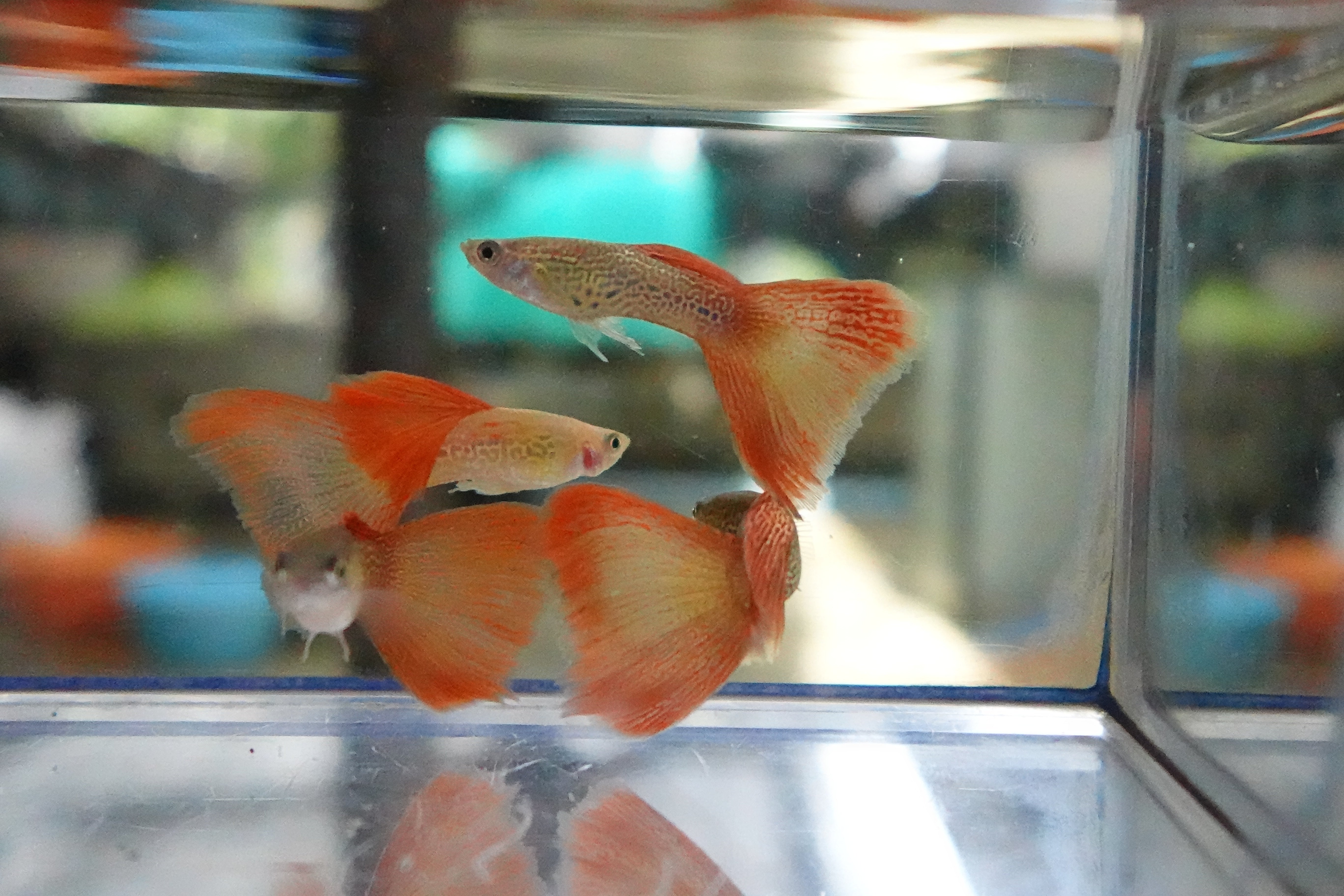 Red Lace Guppy Fish - Image 7