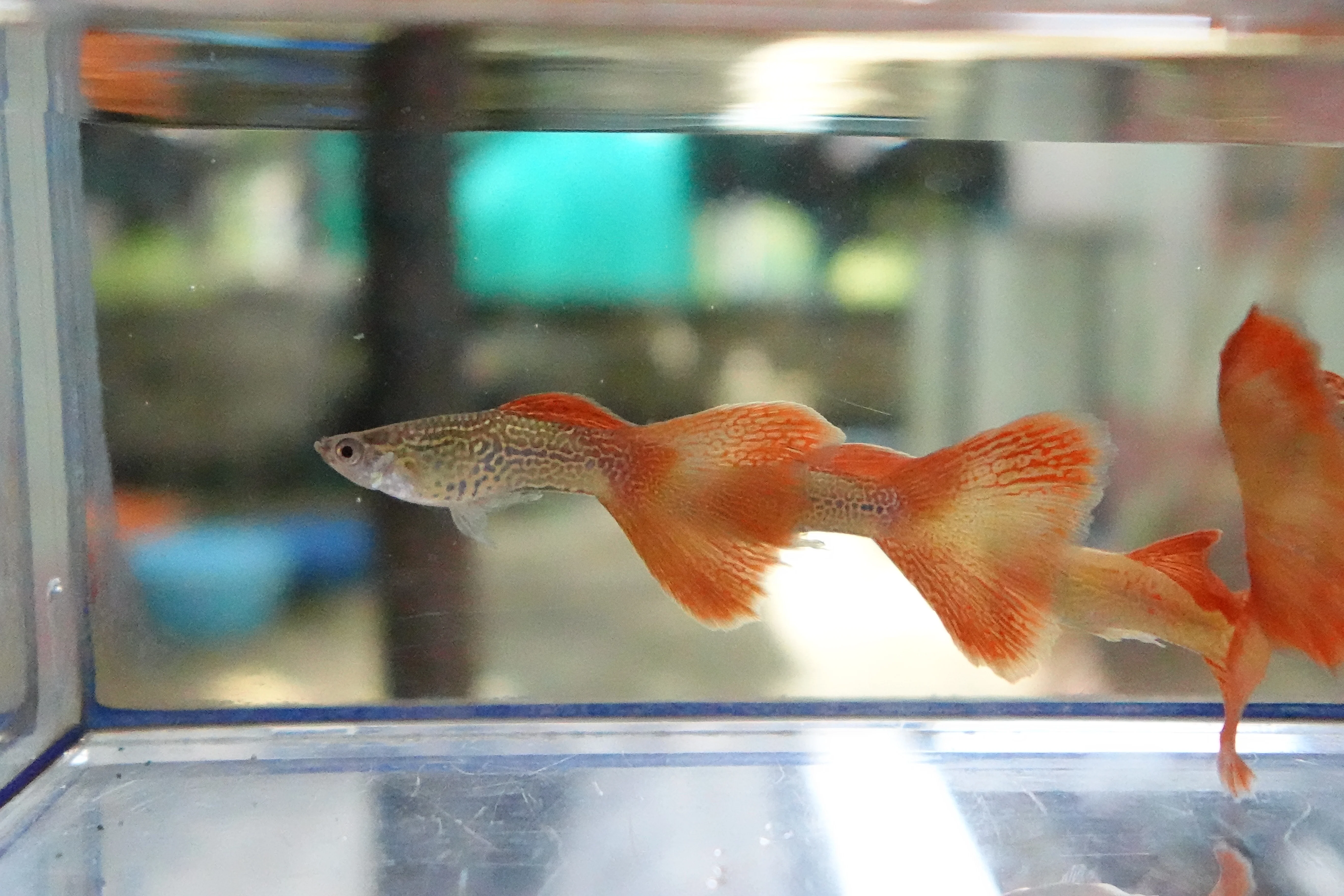 Red Lace Guppy Fish - Image 8