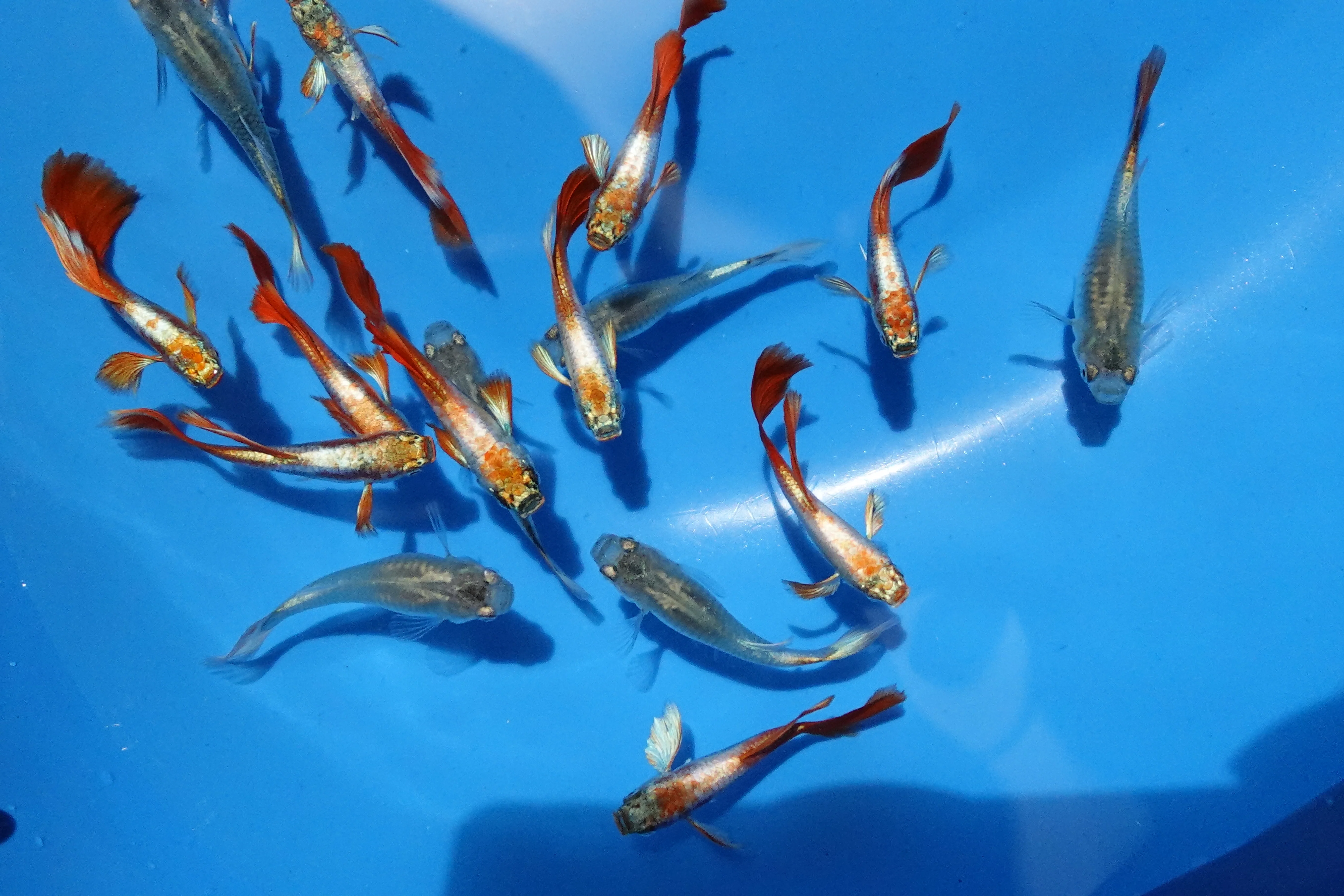 Santa Claus Red Guppy Fish - Image 3