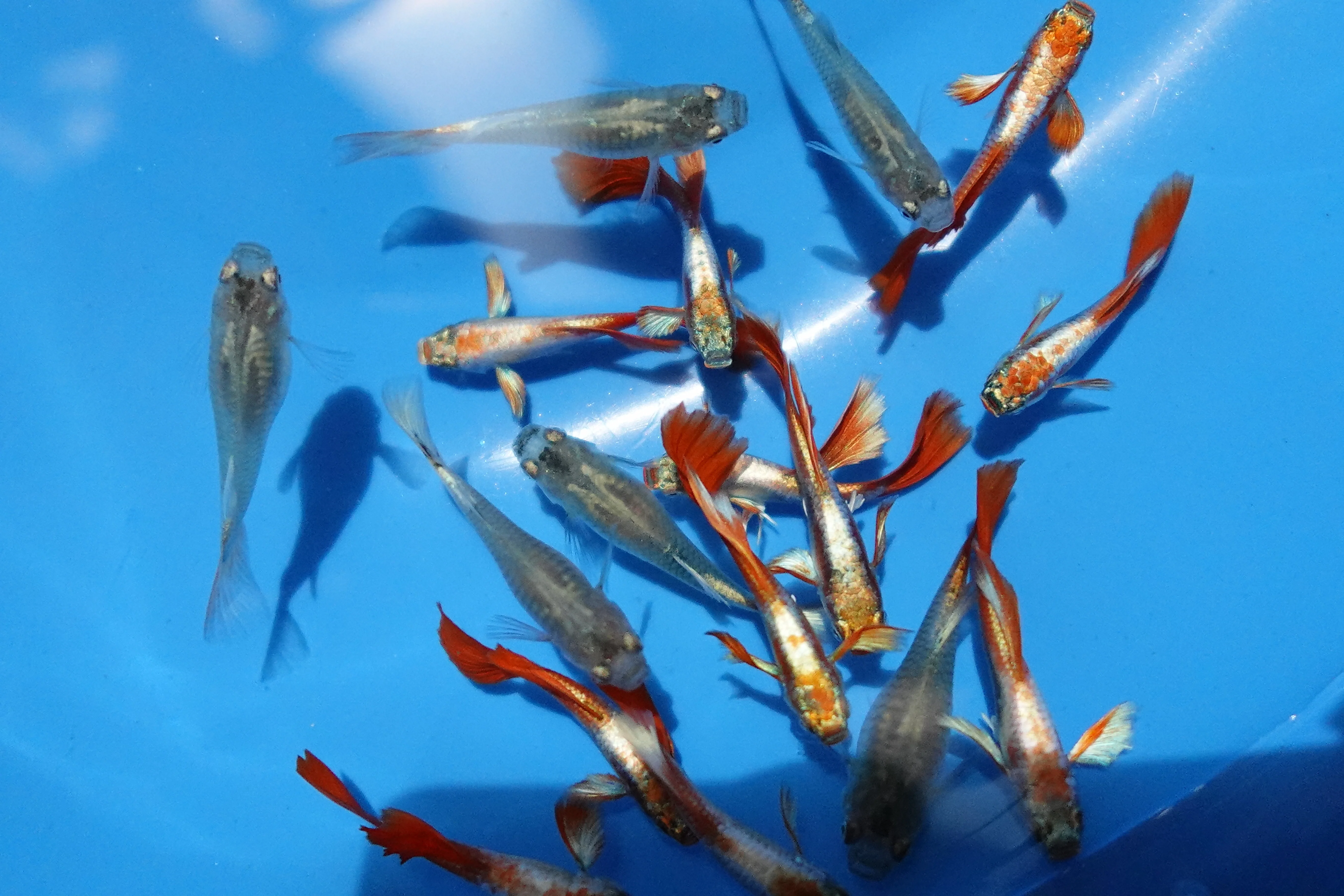 Santa Claus Red Guppy Fish - Image 4