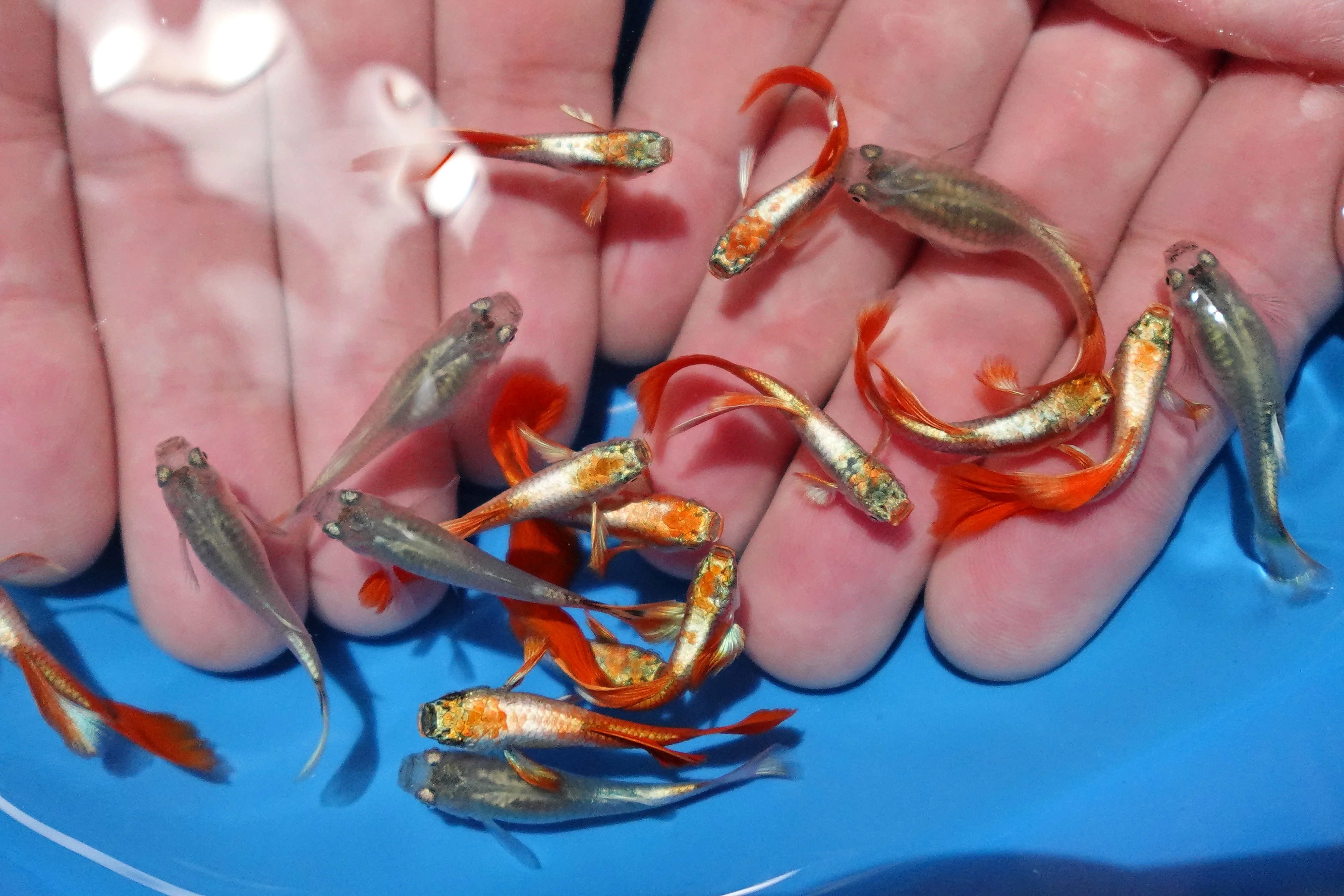 Santa Claus Red Guppy Fish - Image 5