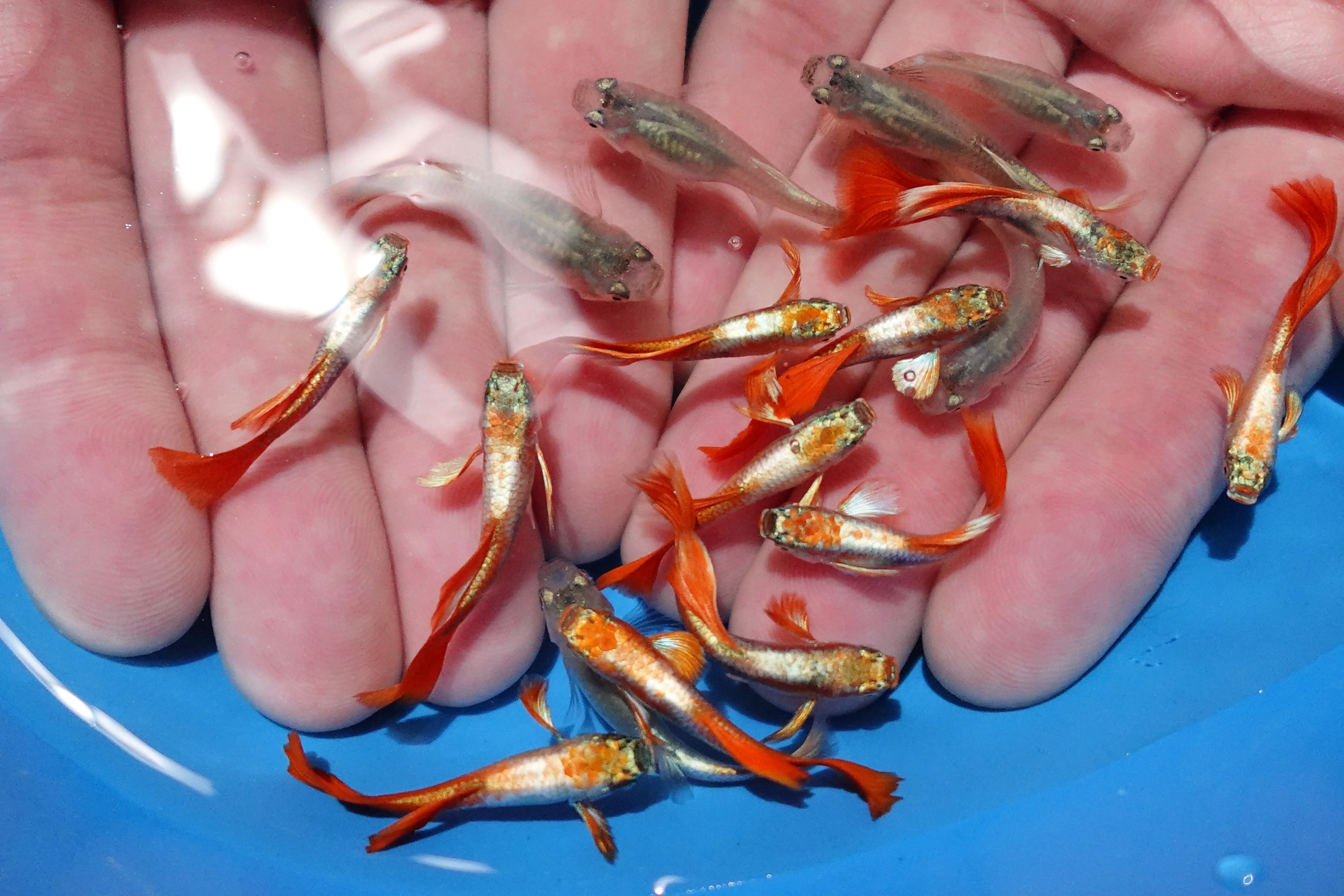 Santa Claus Red Guppy Fish - Image 6