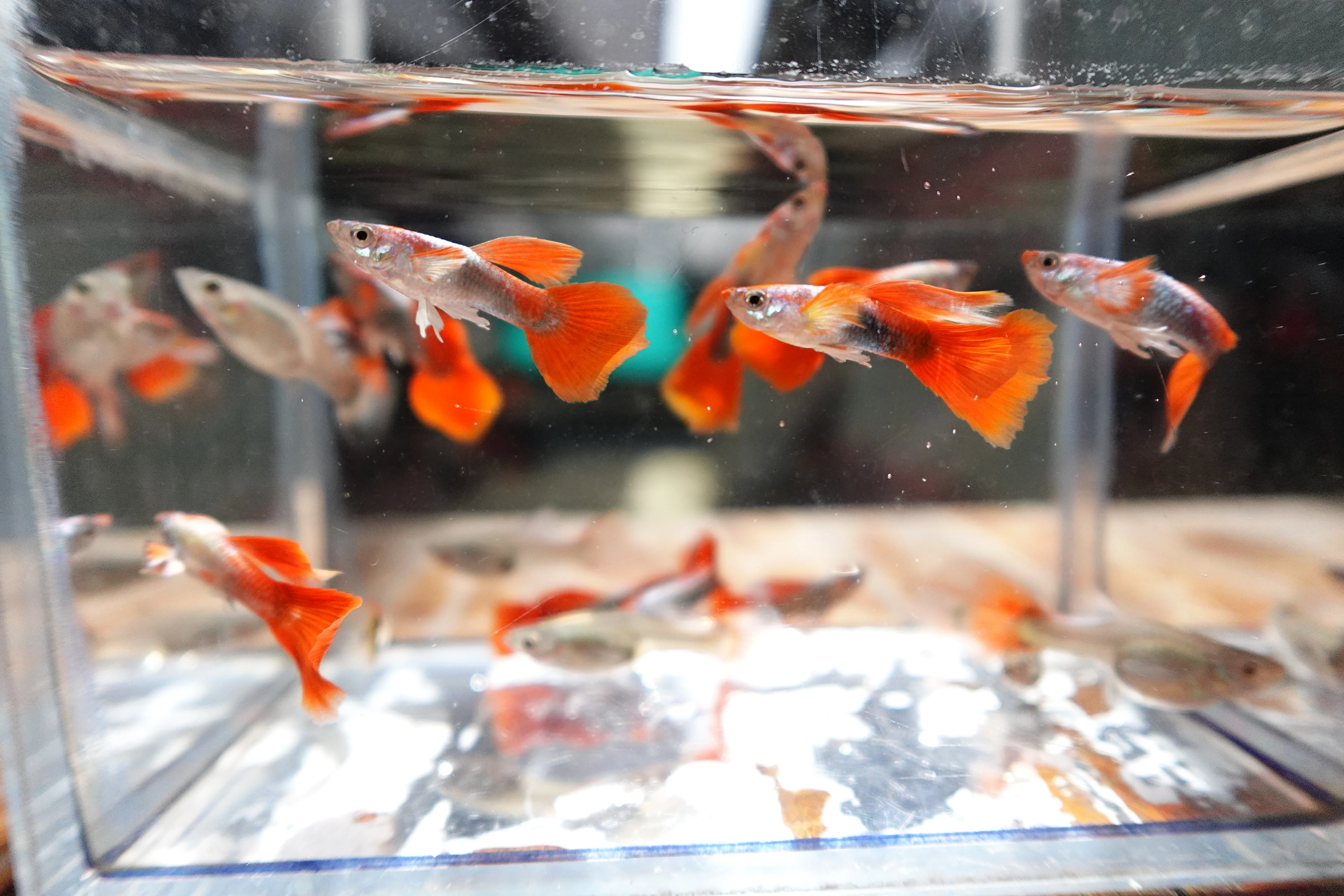 Santa Claus Red Guppy Fish - Image 7