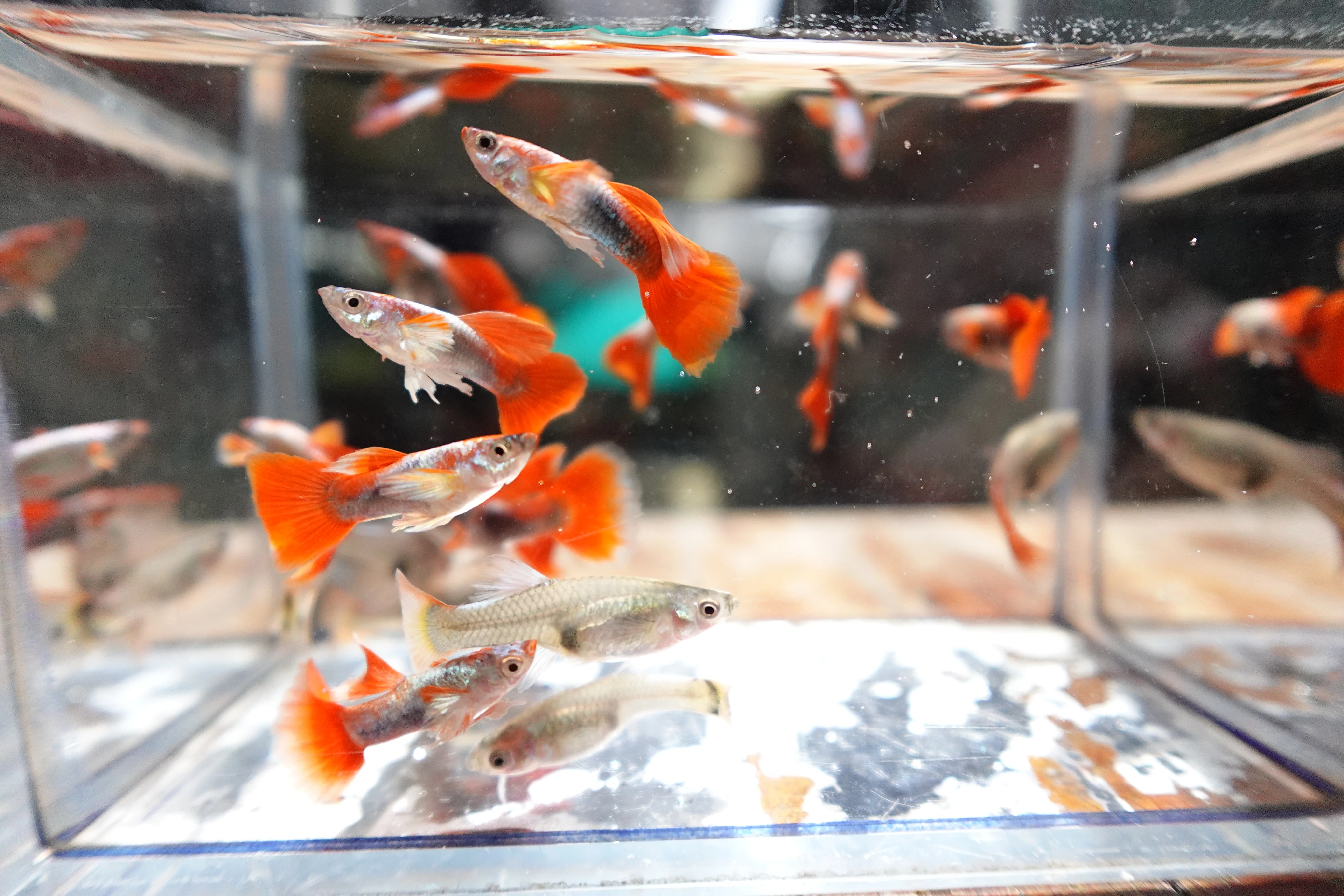 Santa Claus Red Guppy Fish - Image 8