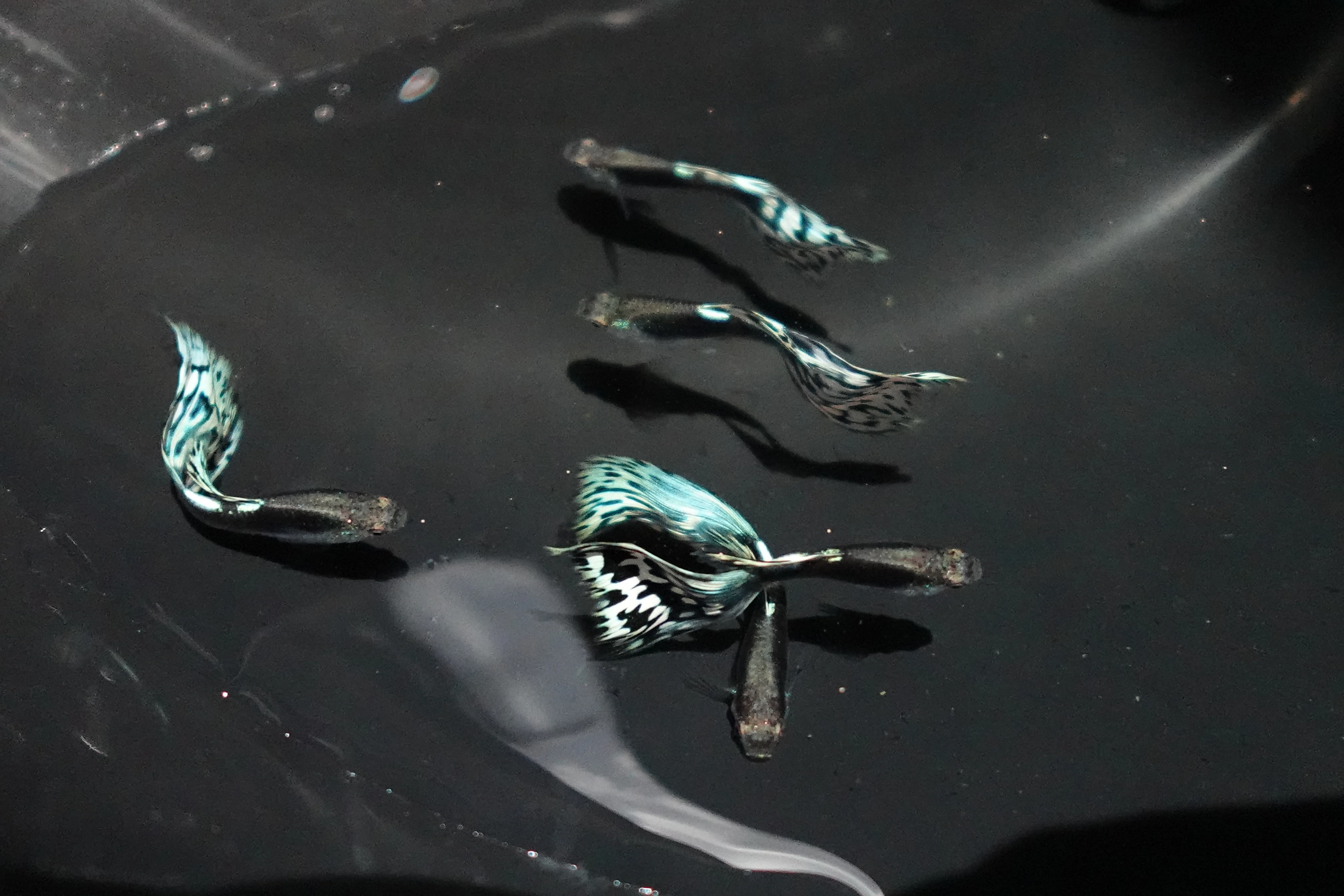 Santa Maria Endler Guppy Fish - Image 2