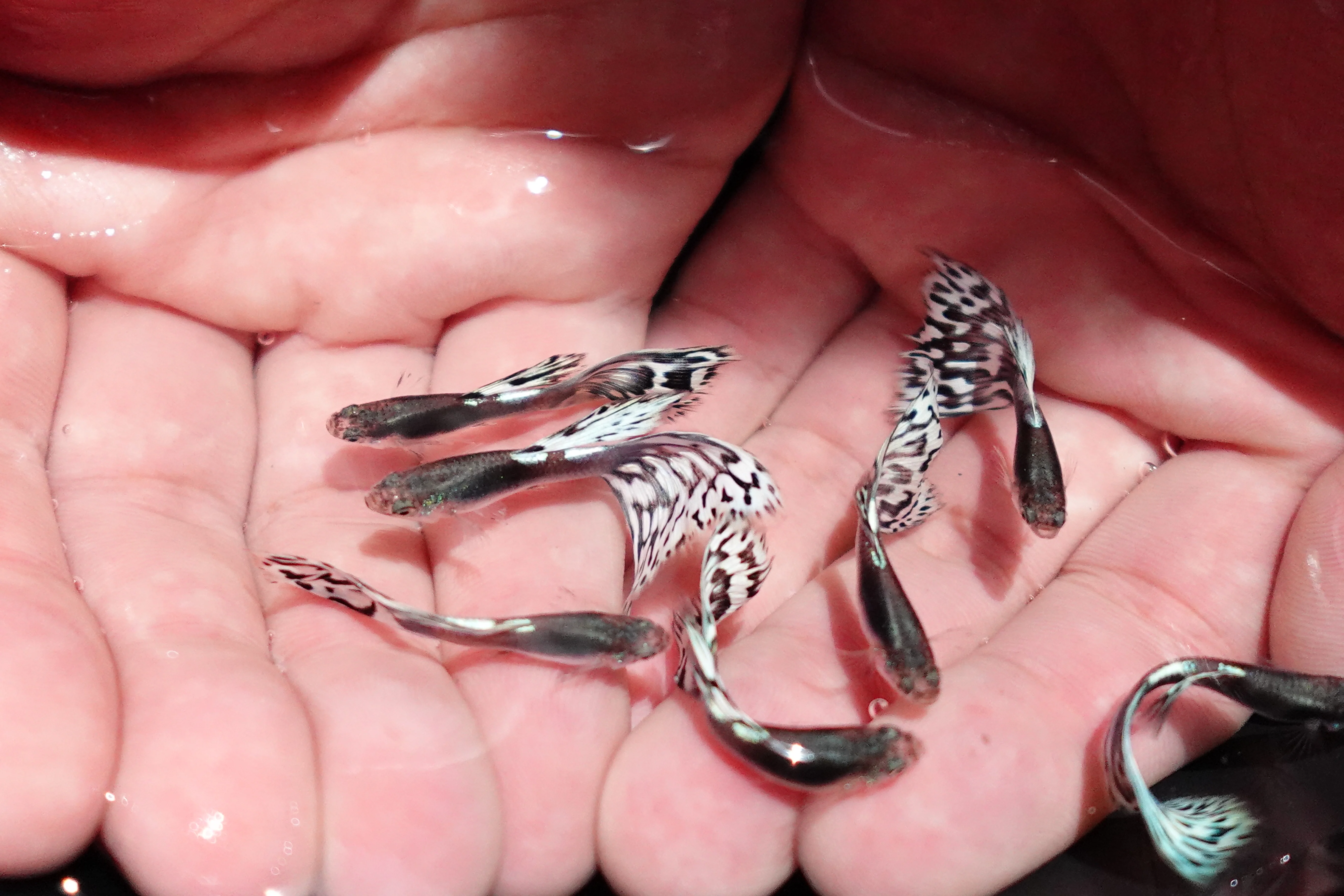 Santa Maria Endler Guppy Fish - Image 3