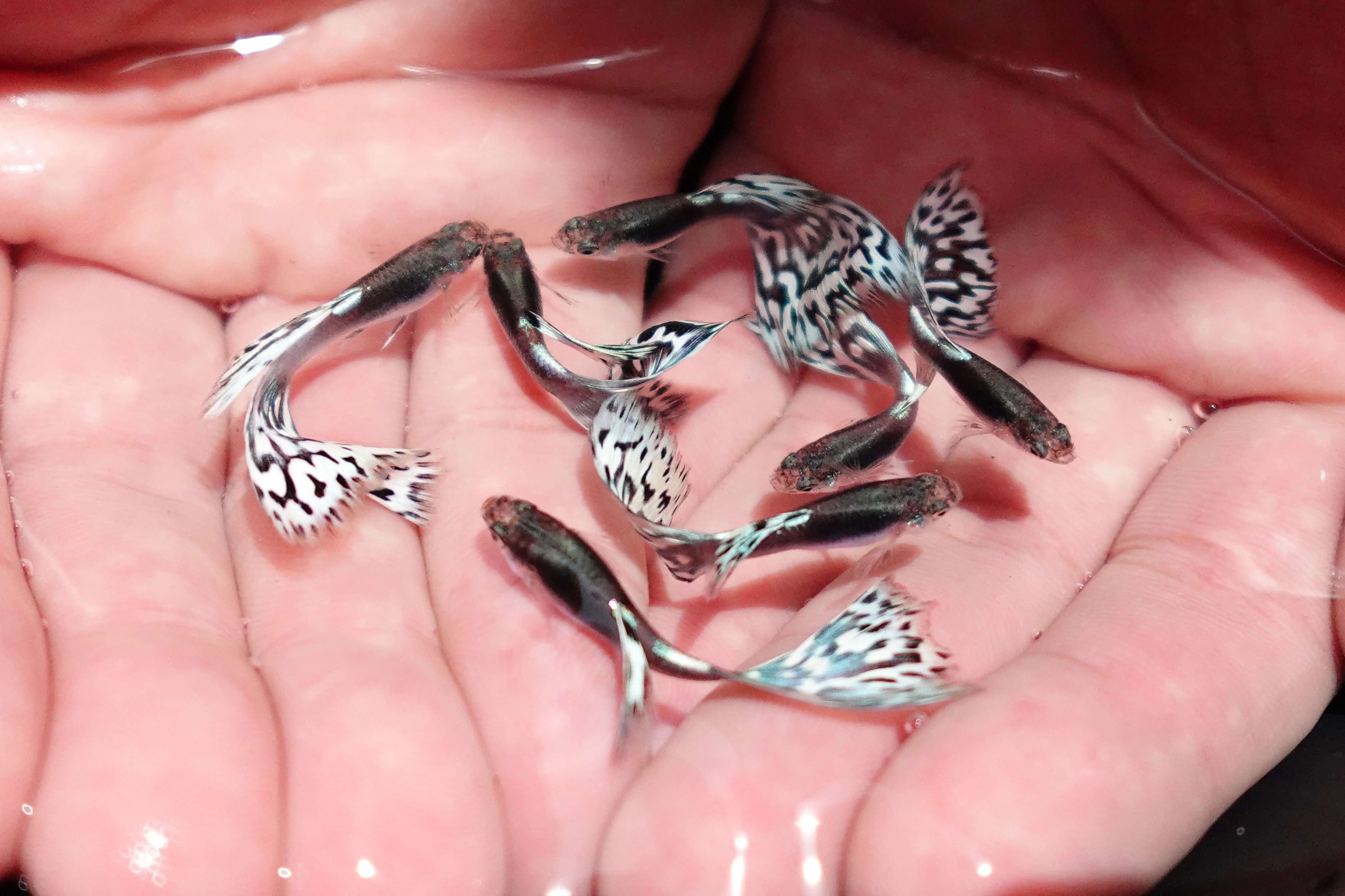 Santa Maria Endler Guppy Fish - Image 4
