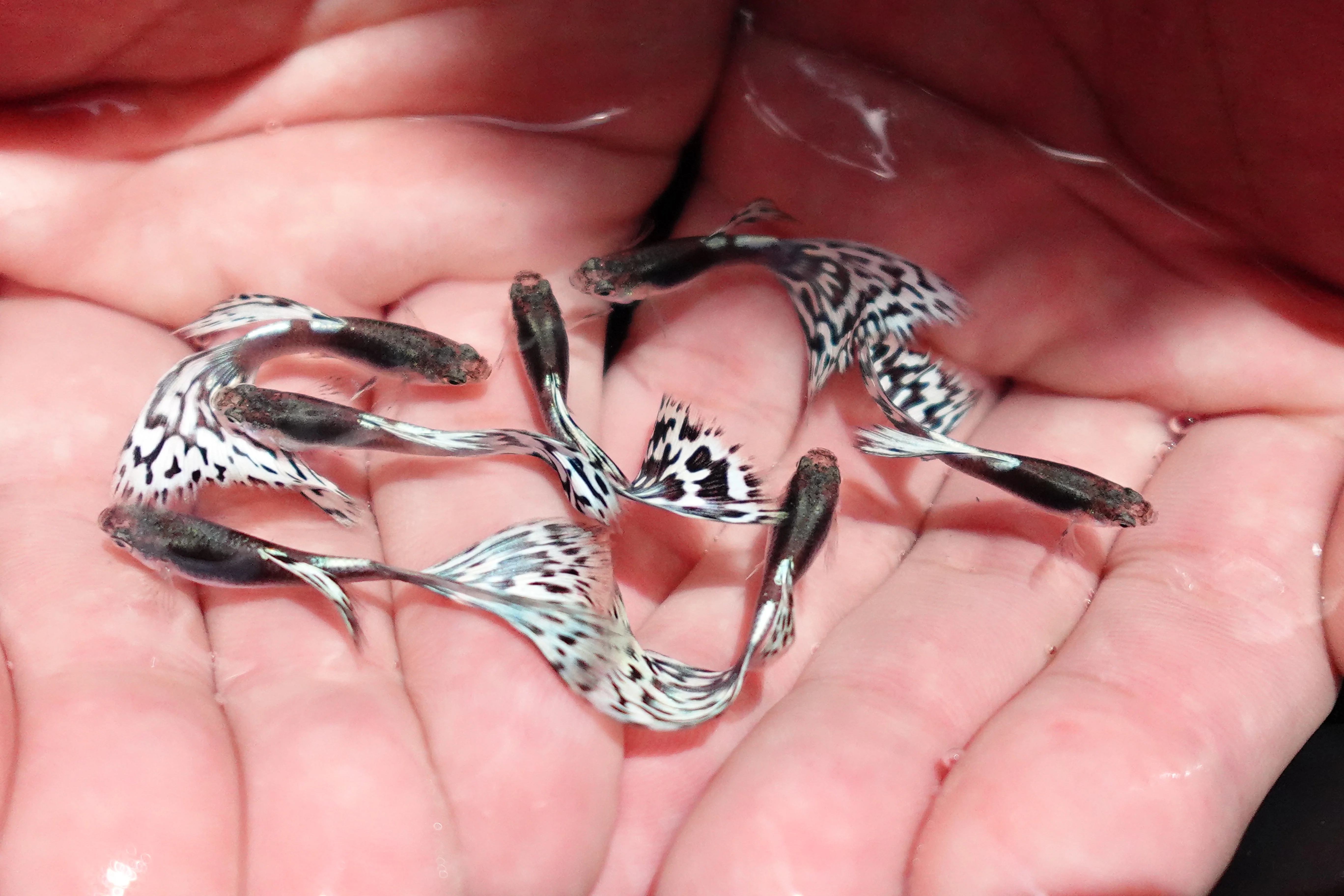 Santa Maria Endler Guppy Fish - Image 5
