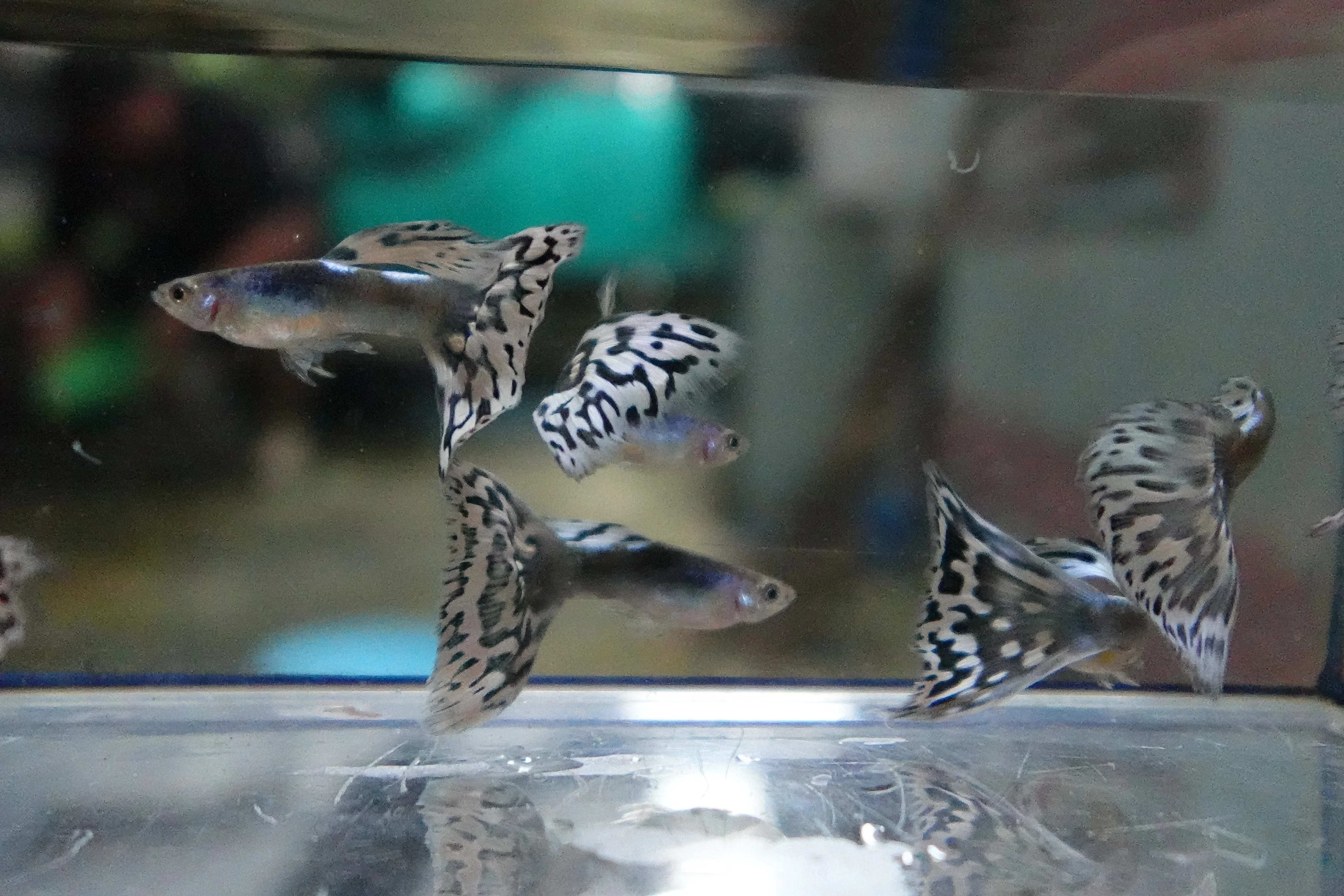 Santa Maria Endler Guppy Fish - Image 6