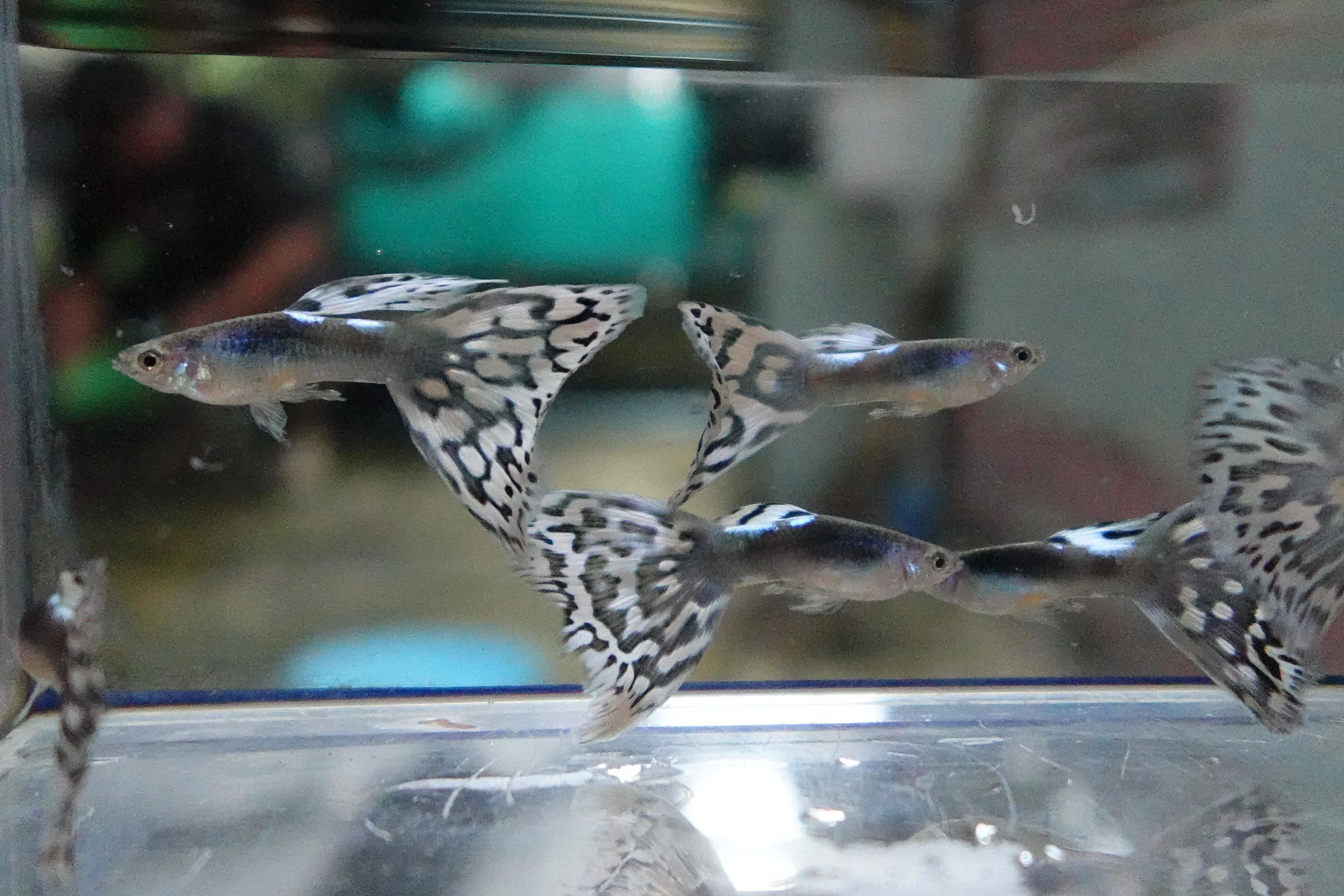 Santa Maria Endler Guppy Fish - Image 7