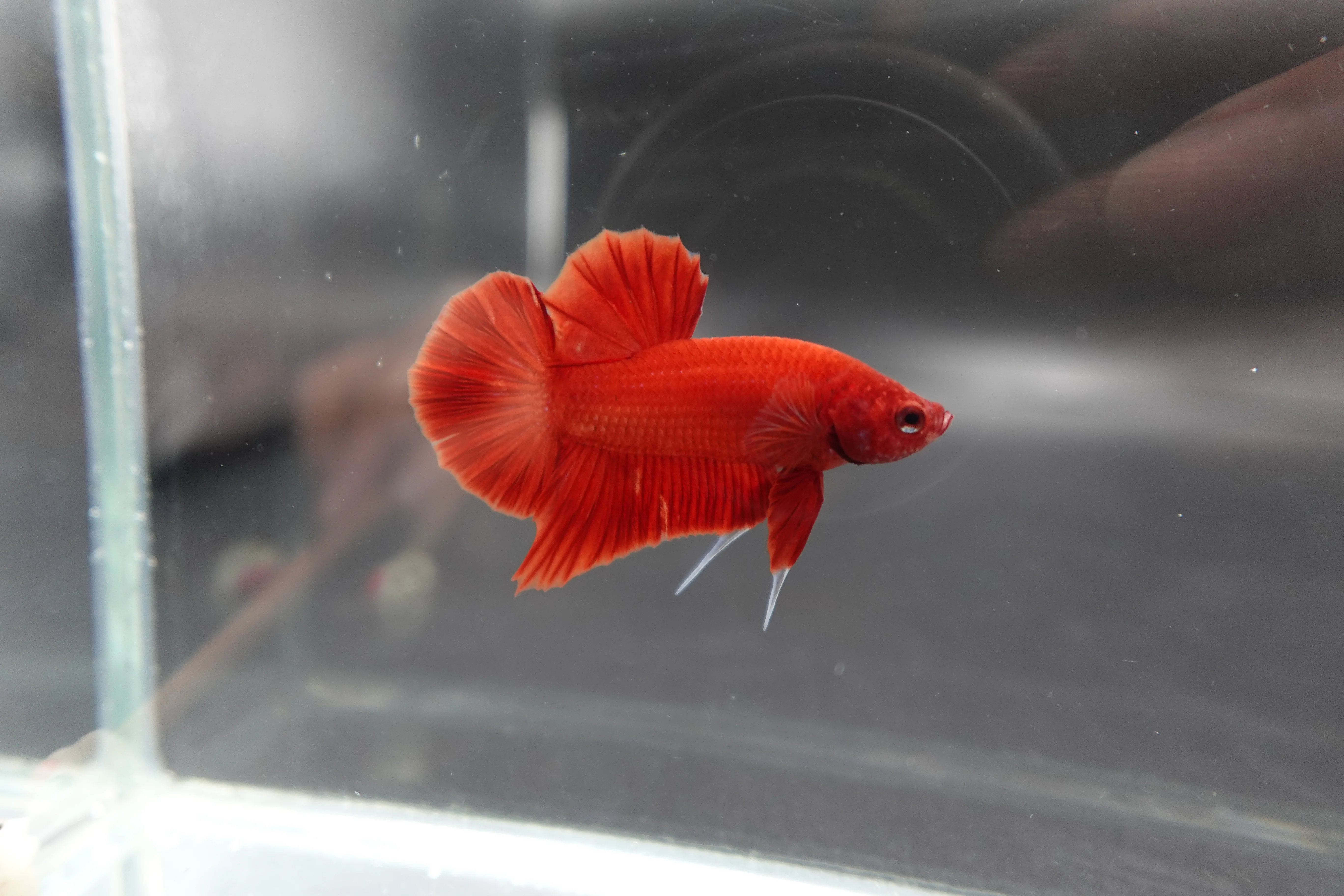Scarlet Red Betta Fish (Male) - Image 2