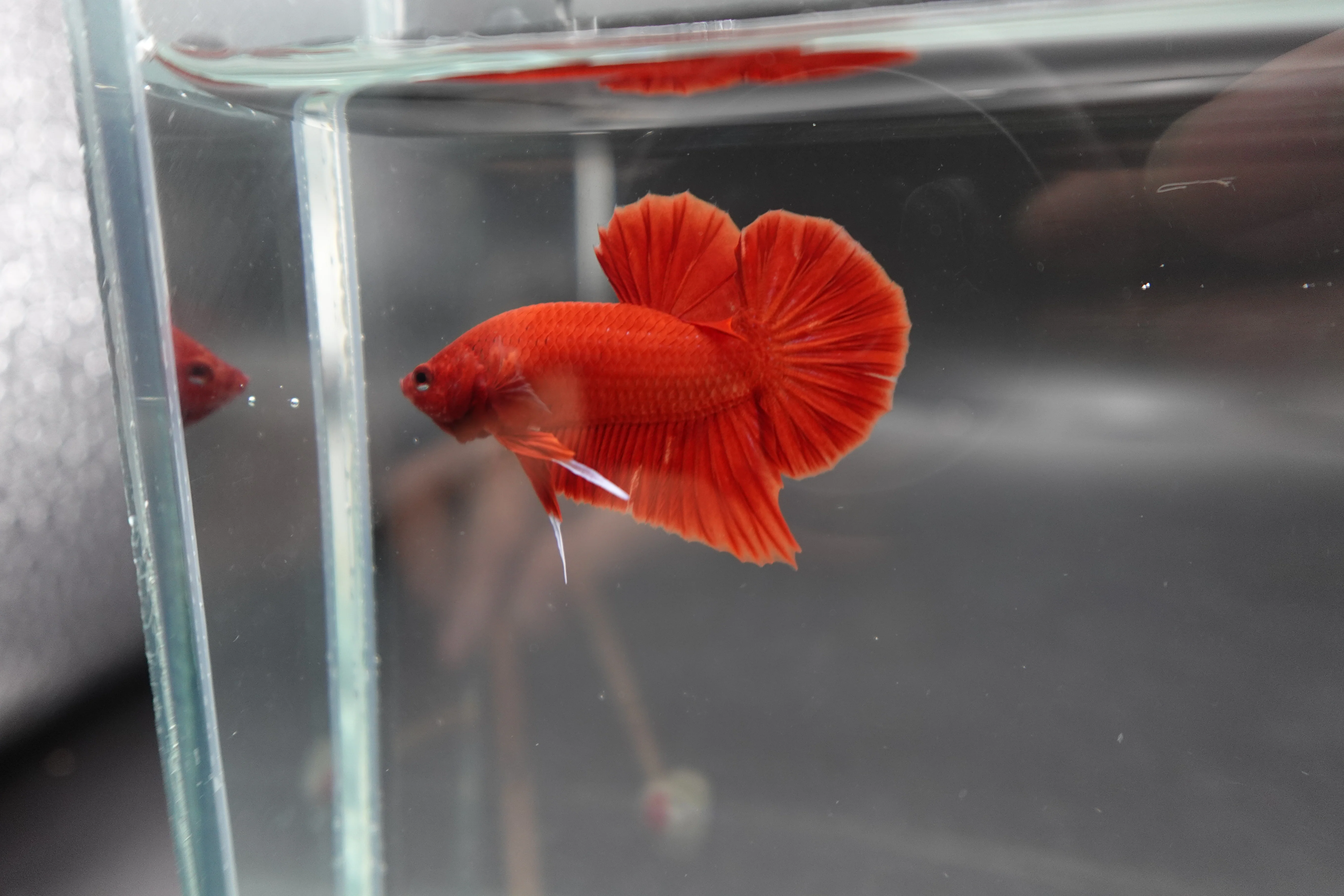 Scarlet Red Betta Fish (Male) - Image 3