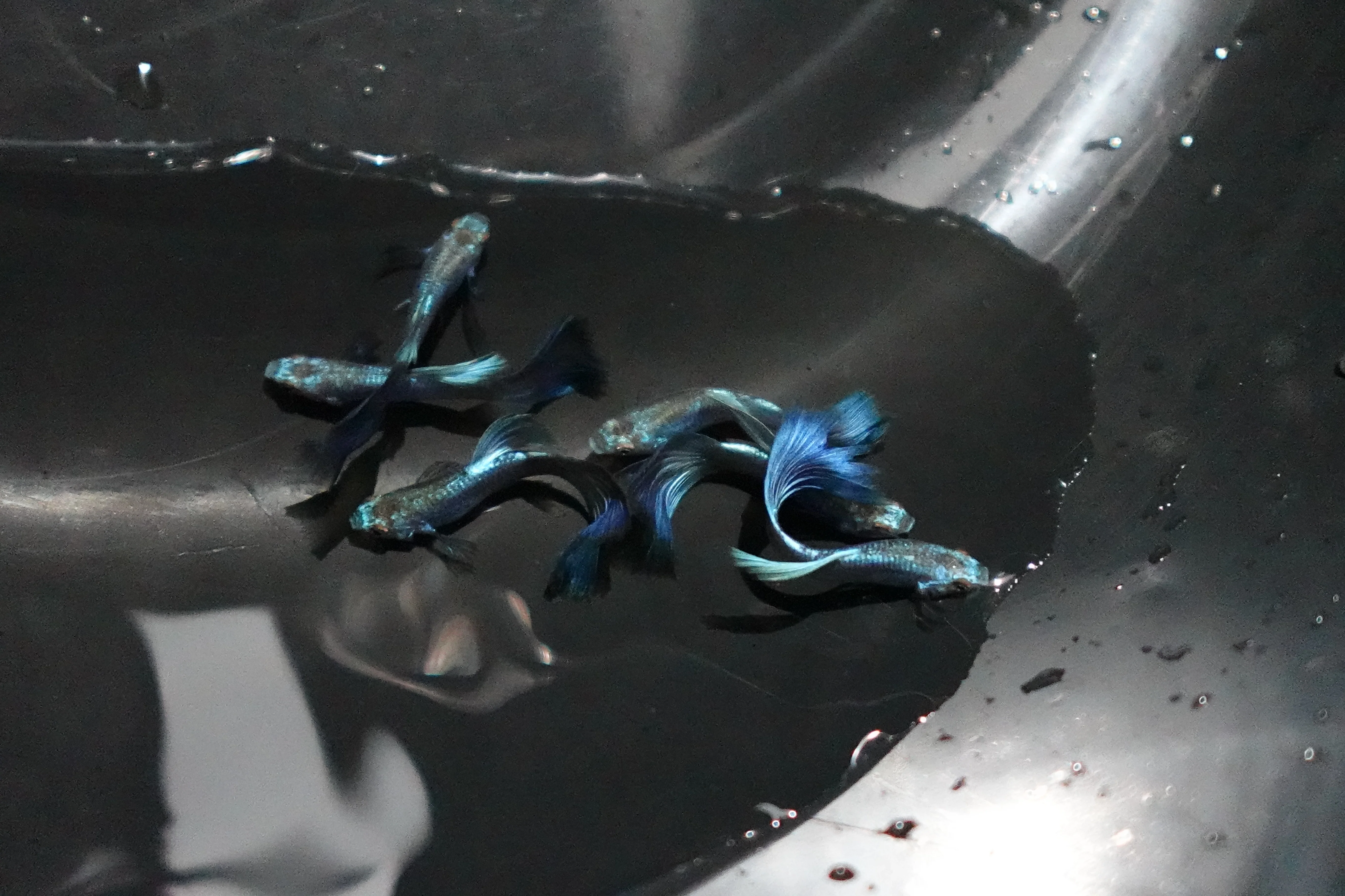 Singa Blue Tail Guppy Fish - Image 2