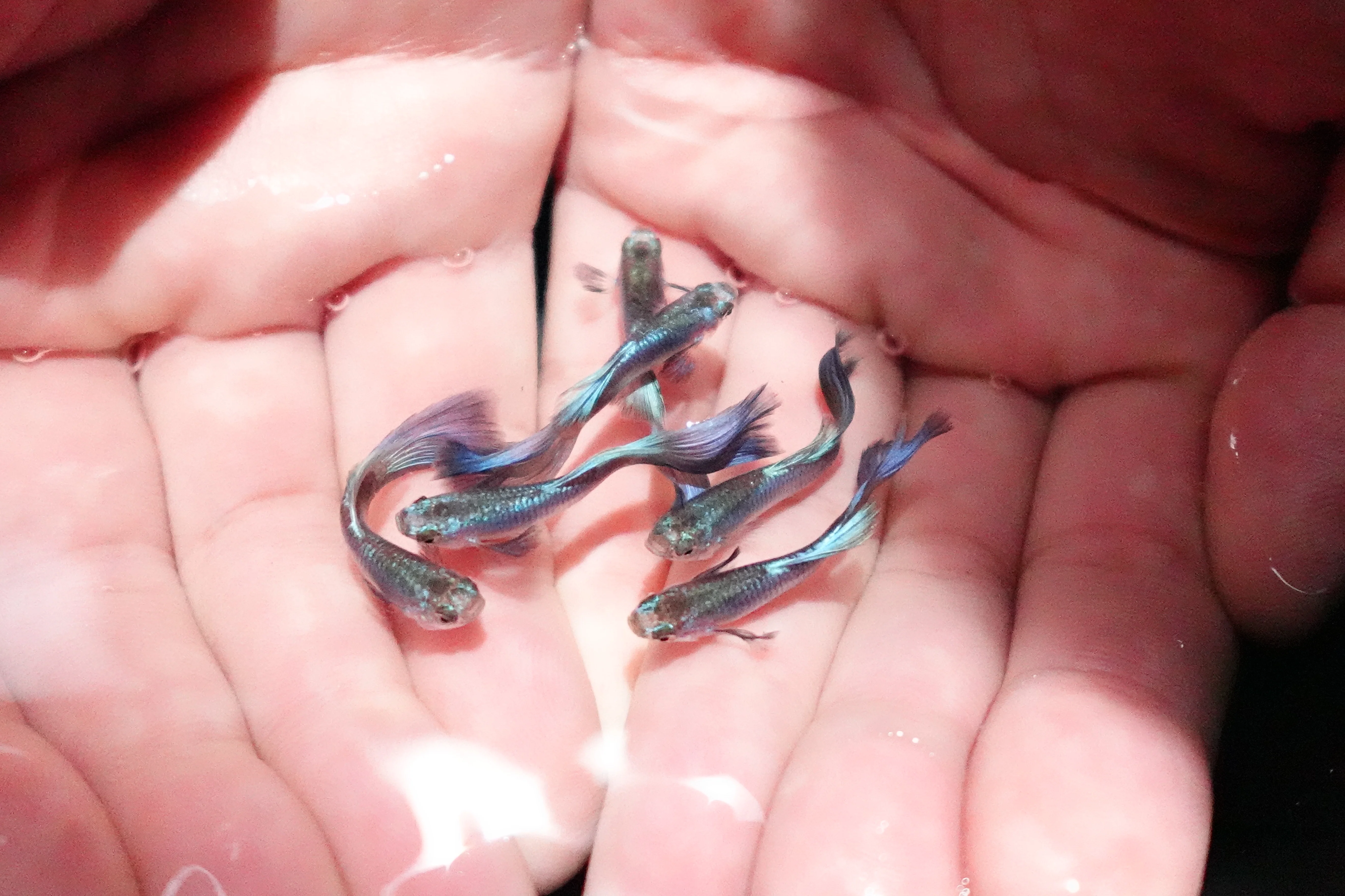 Singa Blue Tail Guppy Fish - Image 3