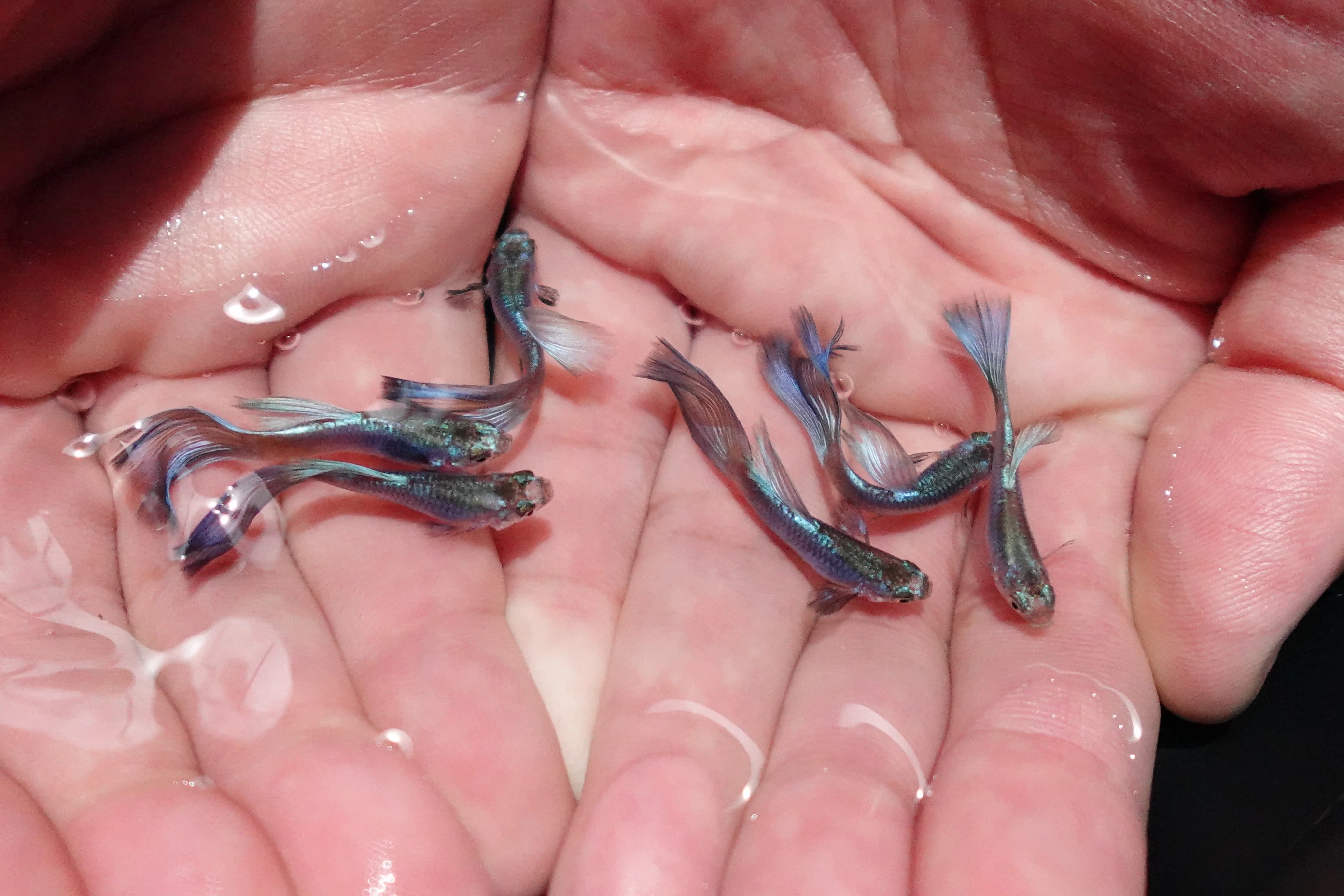 Singa Blue Tail Guppy Fish - Image 4