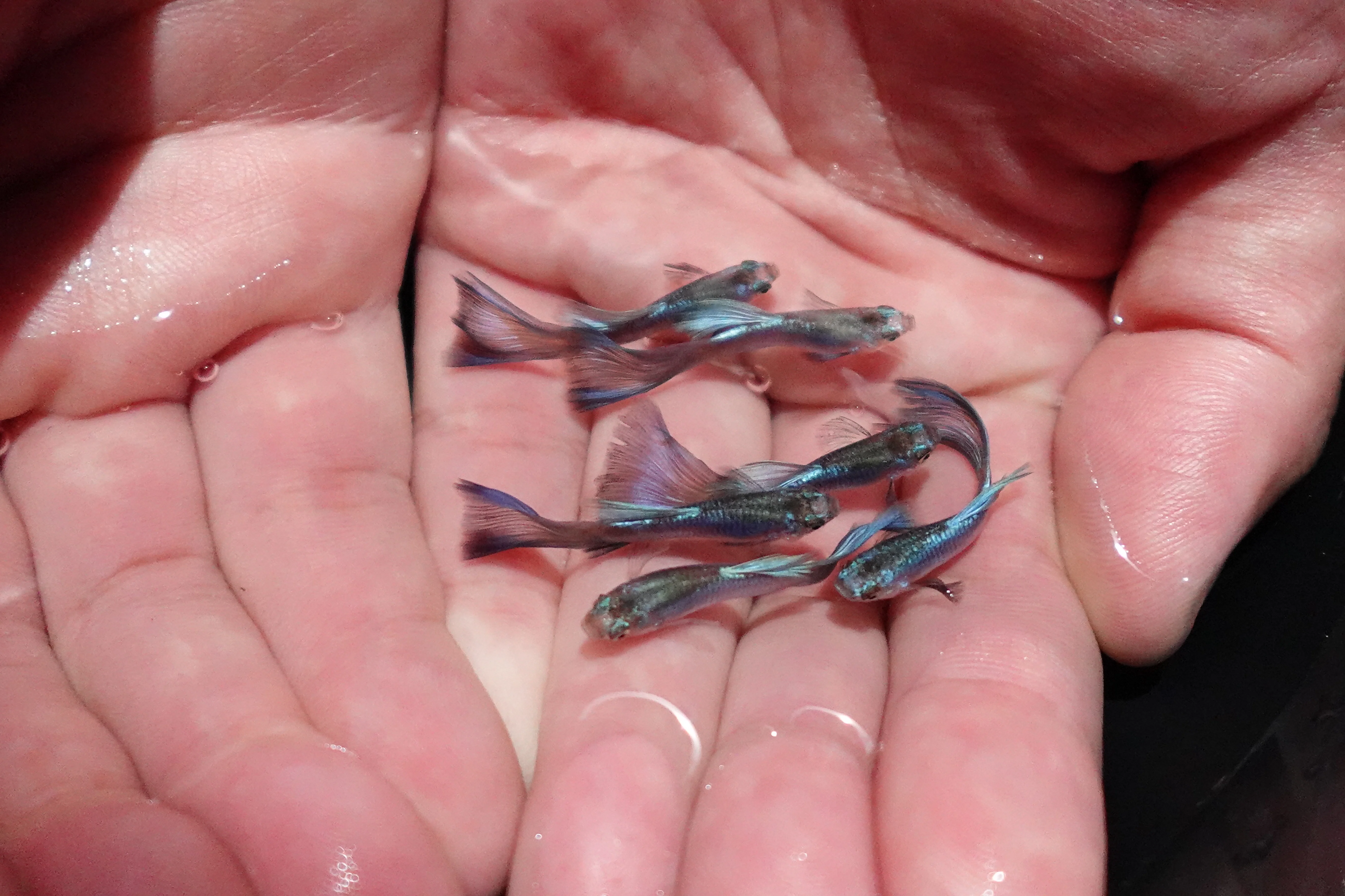 Singa Blue Tail Guppy Fish - Image 5