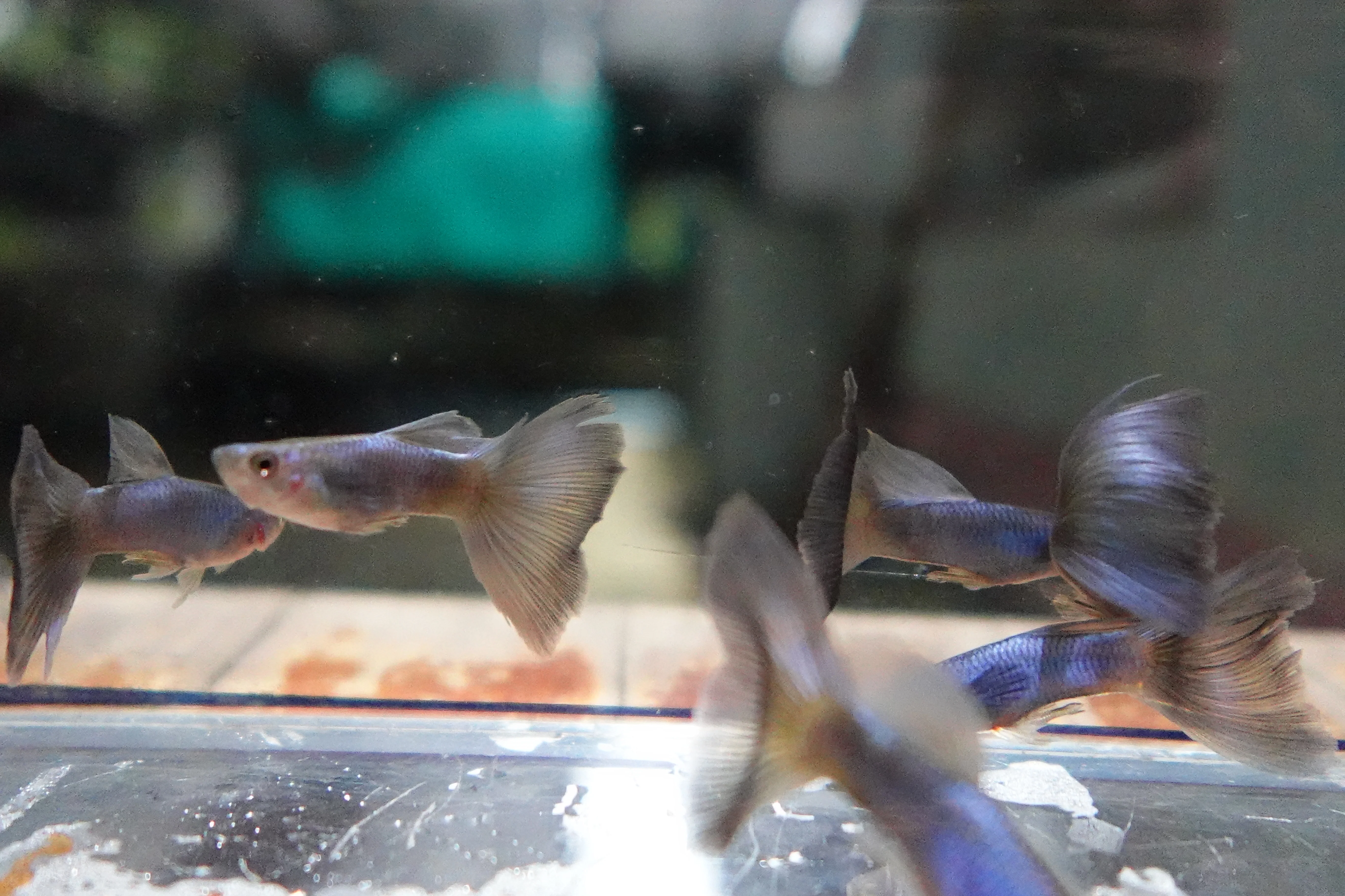 Singa Blue Tail Guppy Fish - Image 6