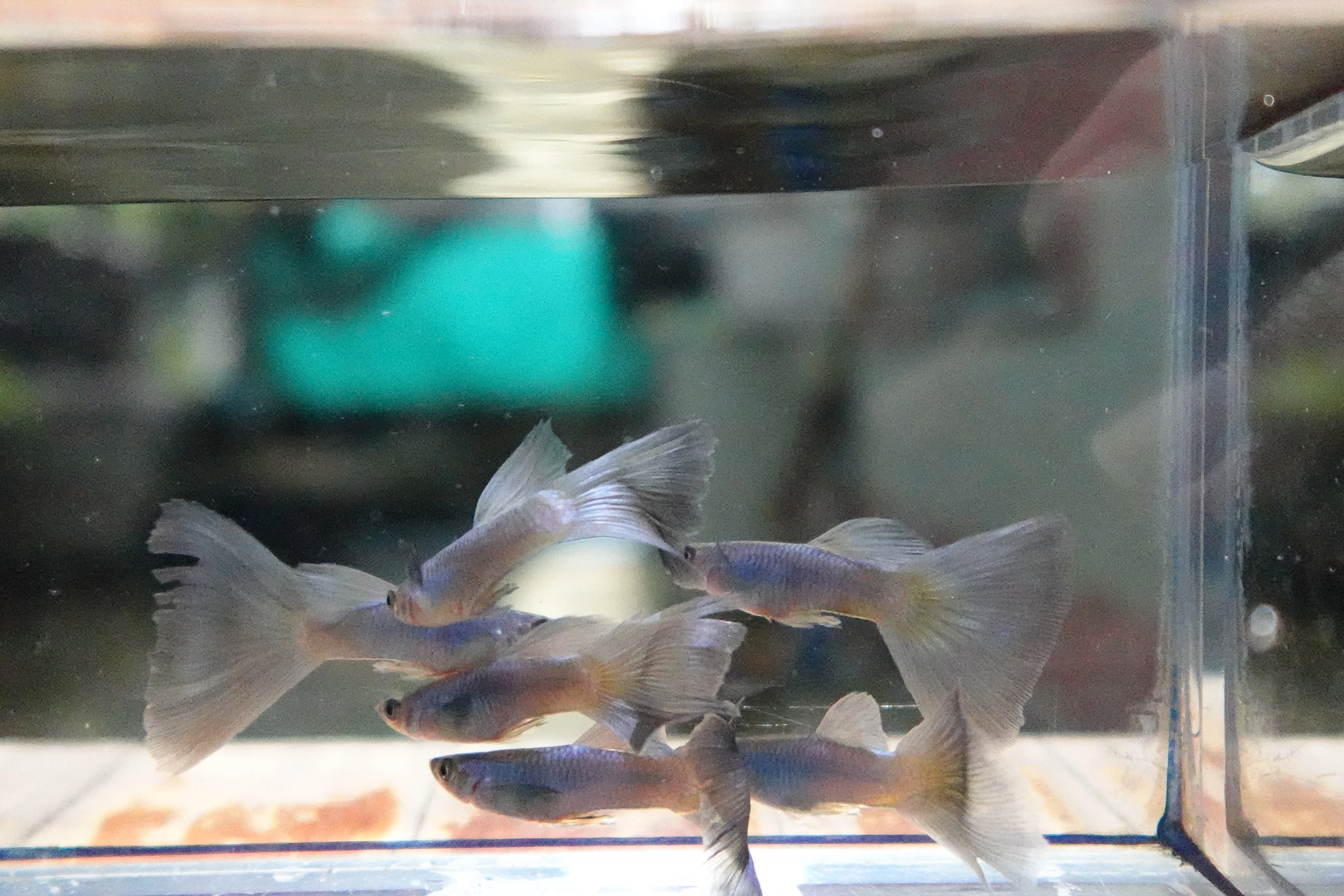 Singa Blue Tail Guppy Fish - Image 7