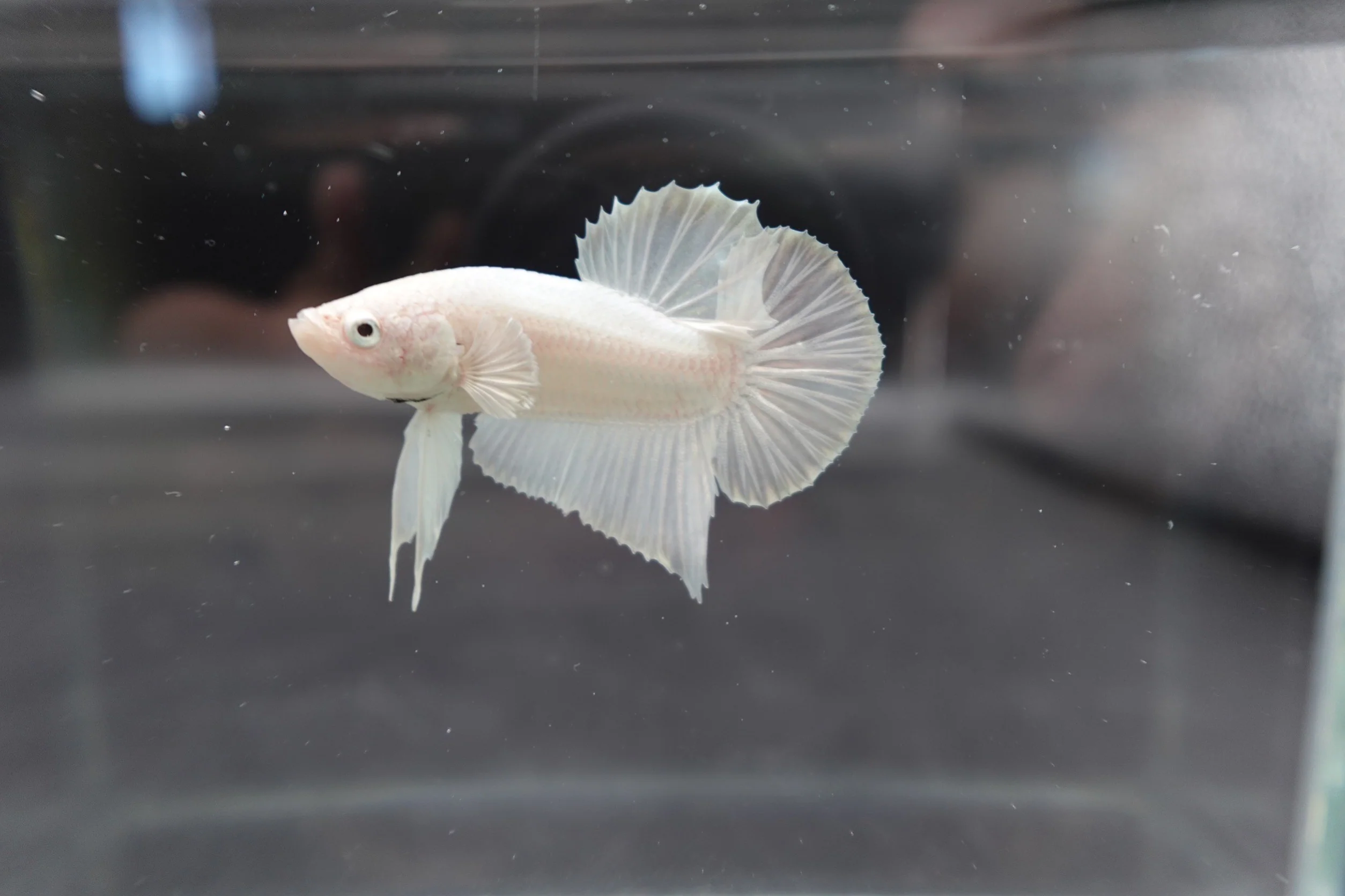 Snow White Betta Fish (Male) - Image 2