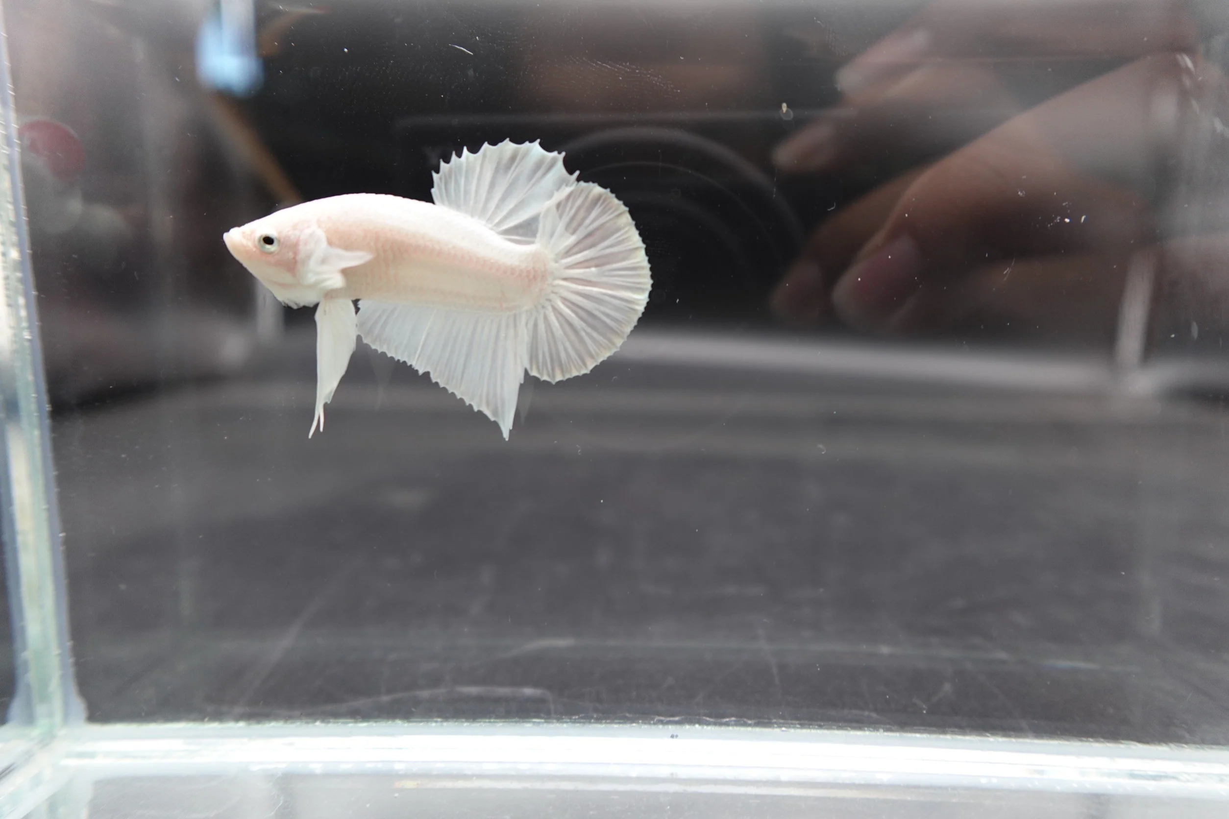Snow White Betta Fish (Male) - Image 3