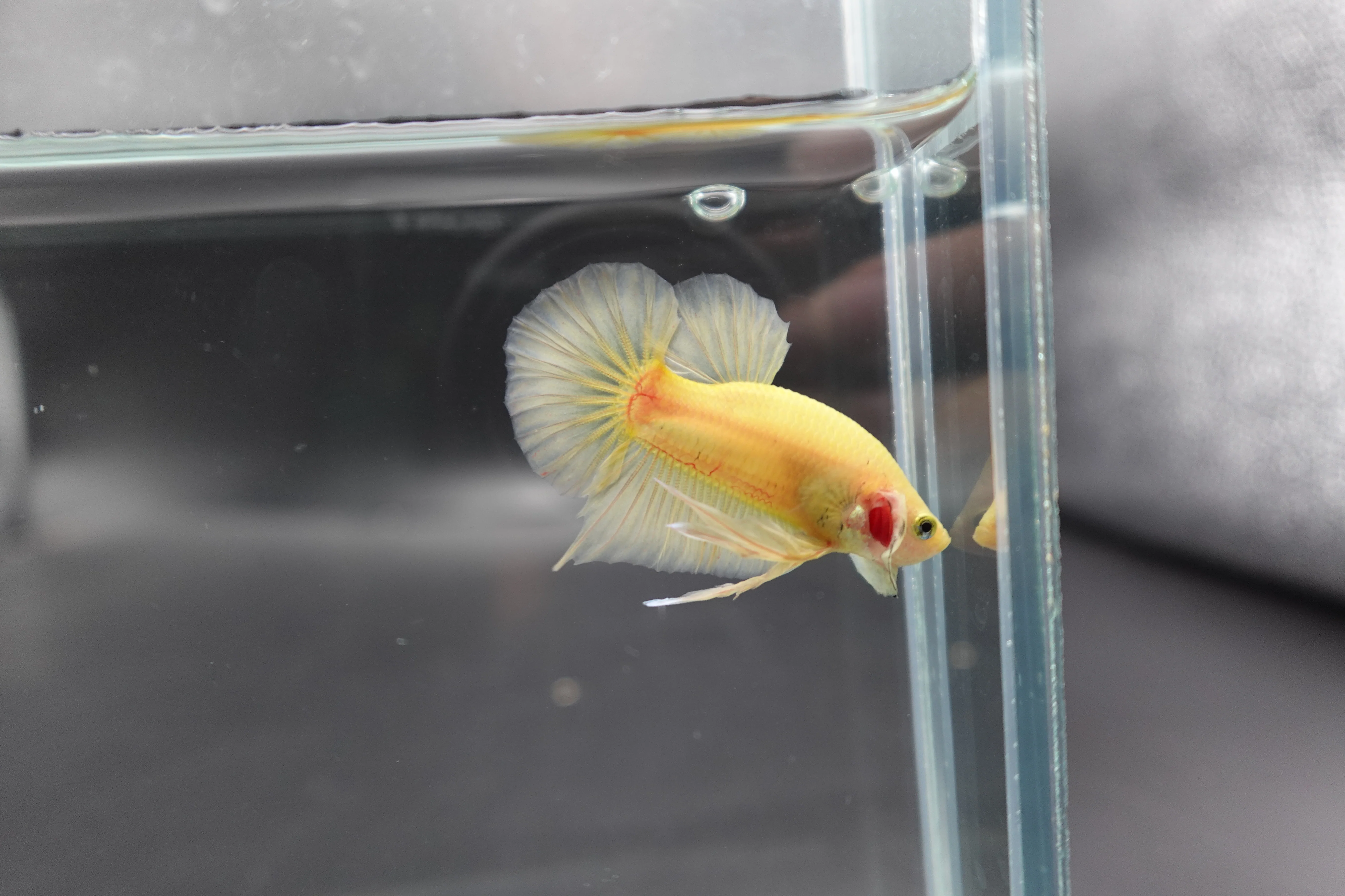 Vivid Yellow Betta Fish (Male) - Image 2