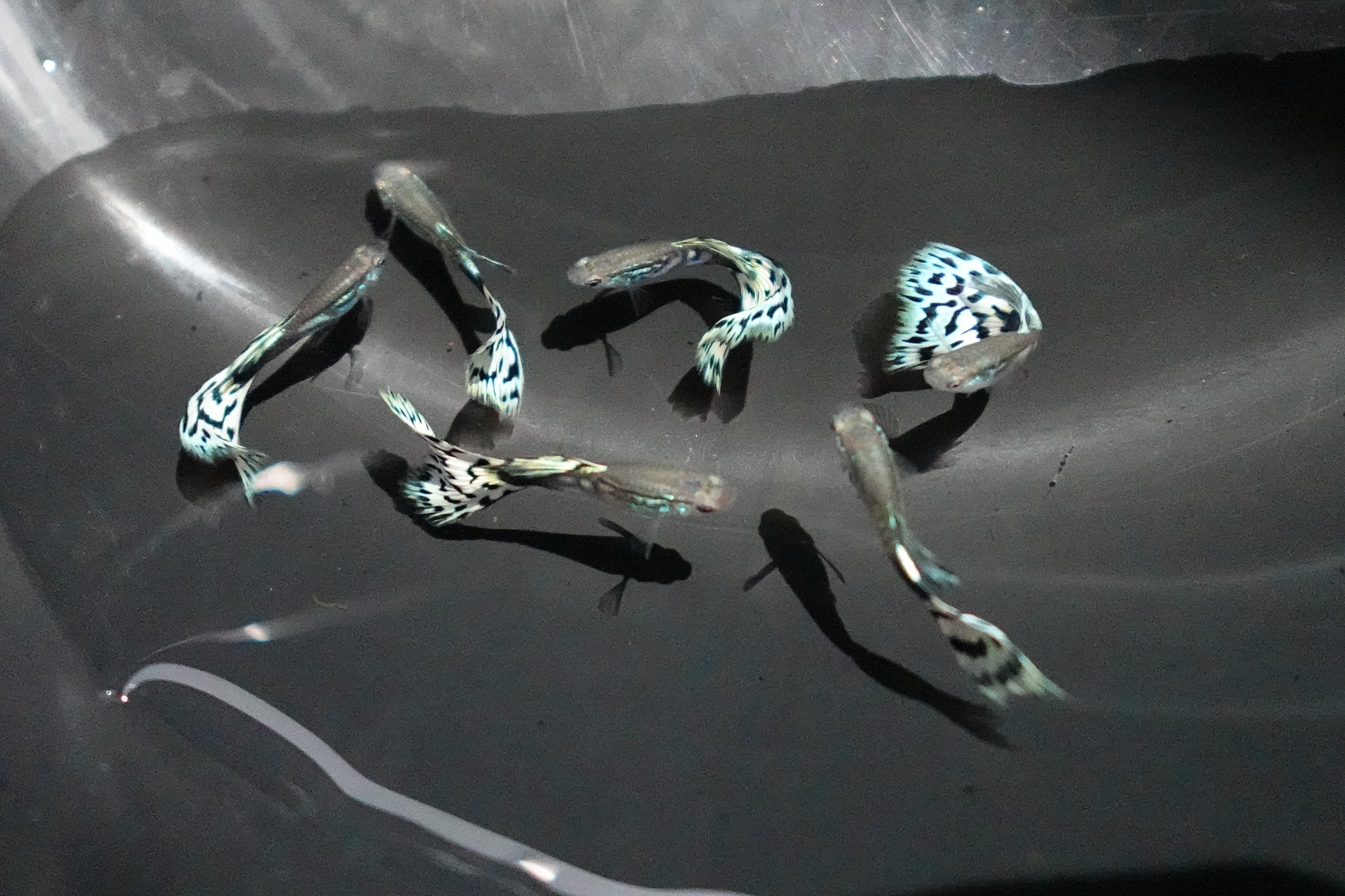 White Mosaic Snakeskin Guppy Fish - Image 2
