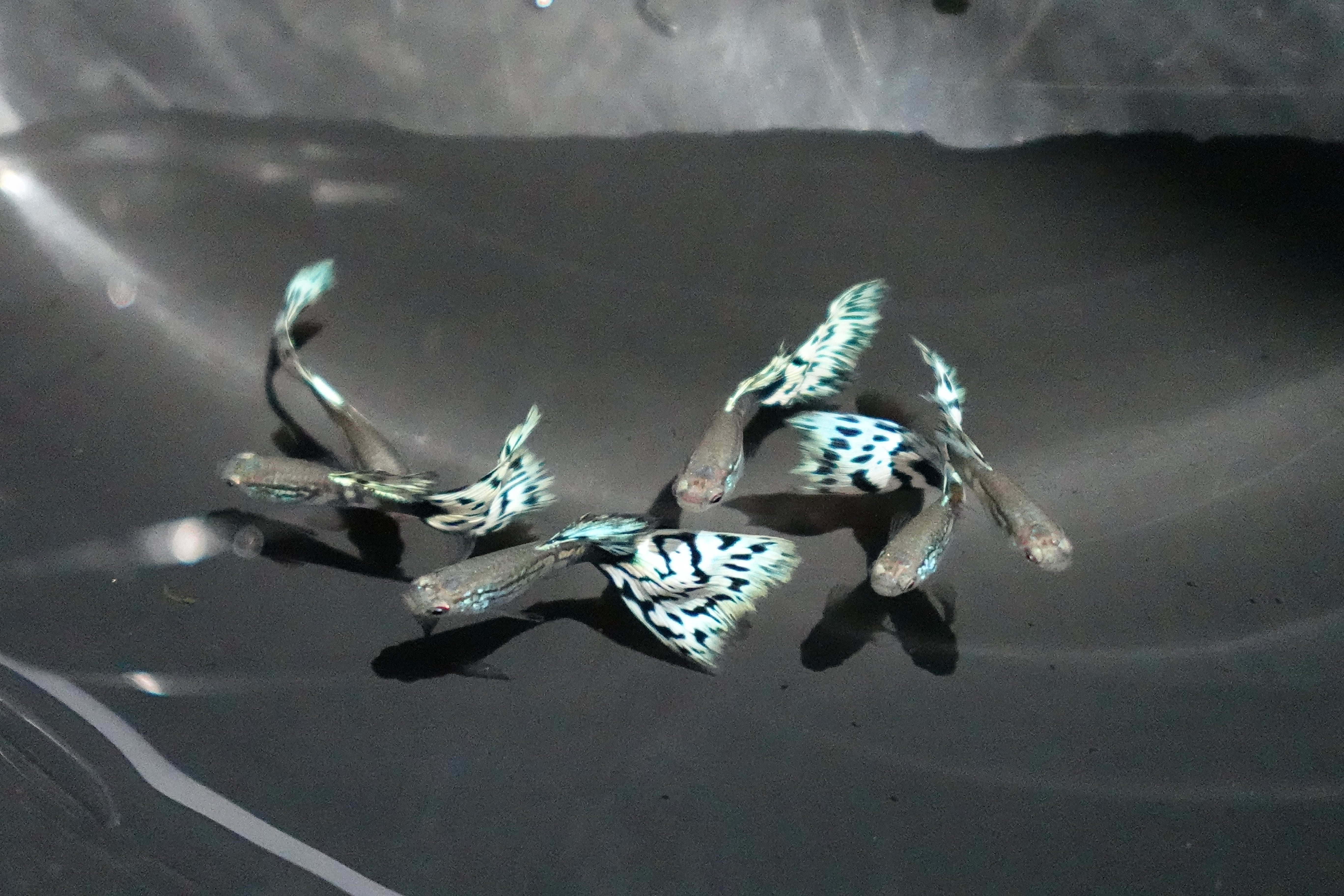 White Mosaic Snakeskin Guppy Fish - Image 3