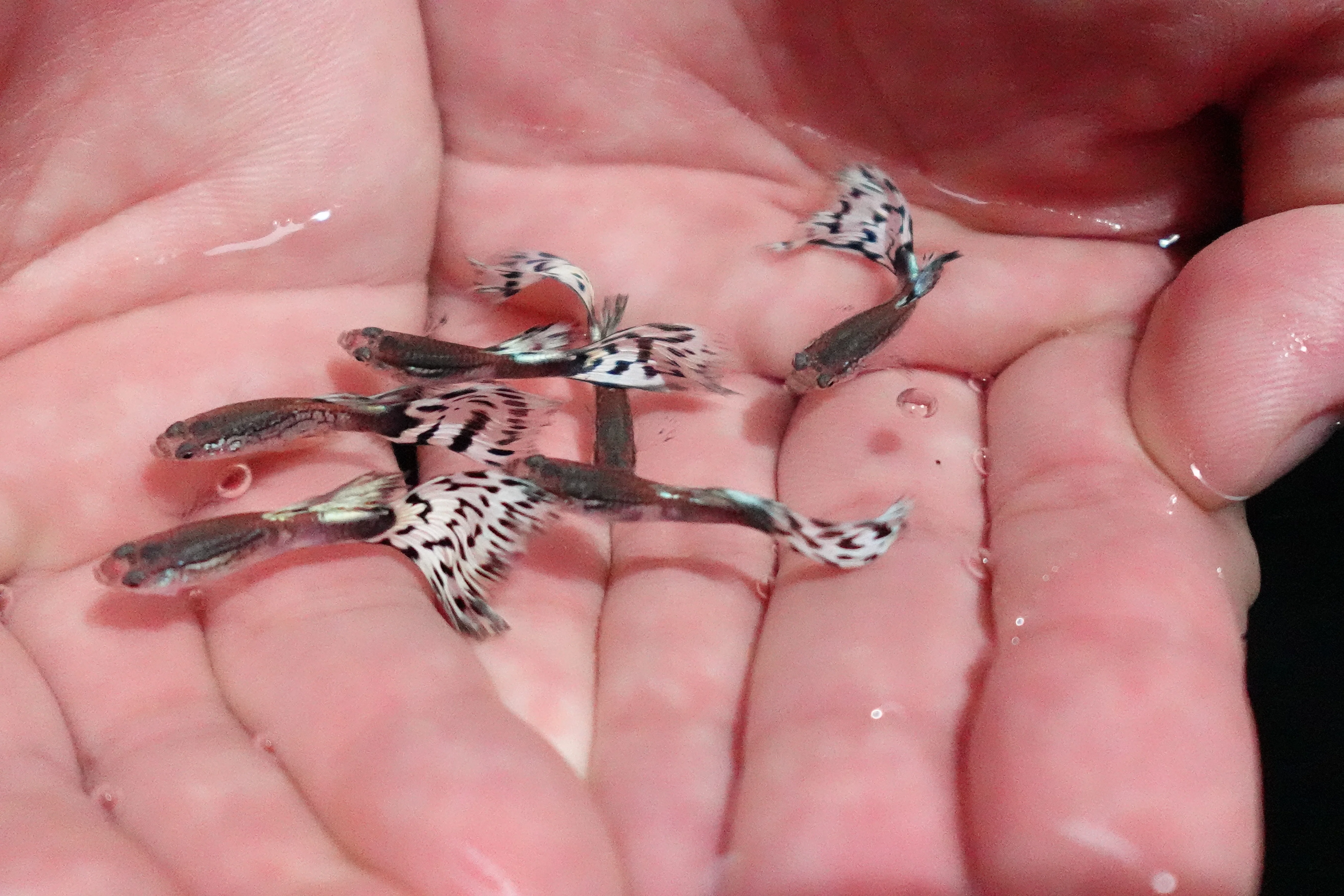 White Mosaic Snakeskin Guppy Fish - Image 4