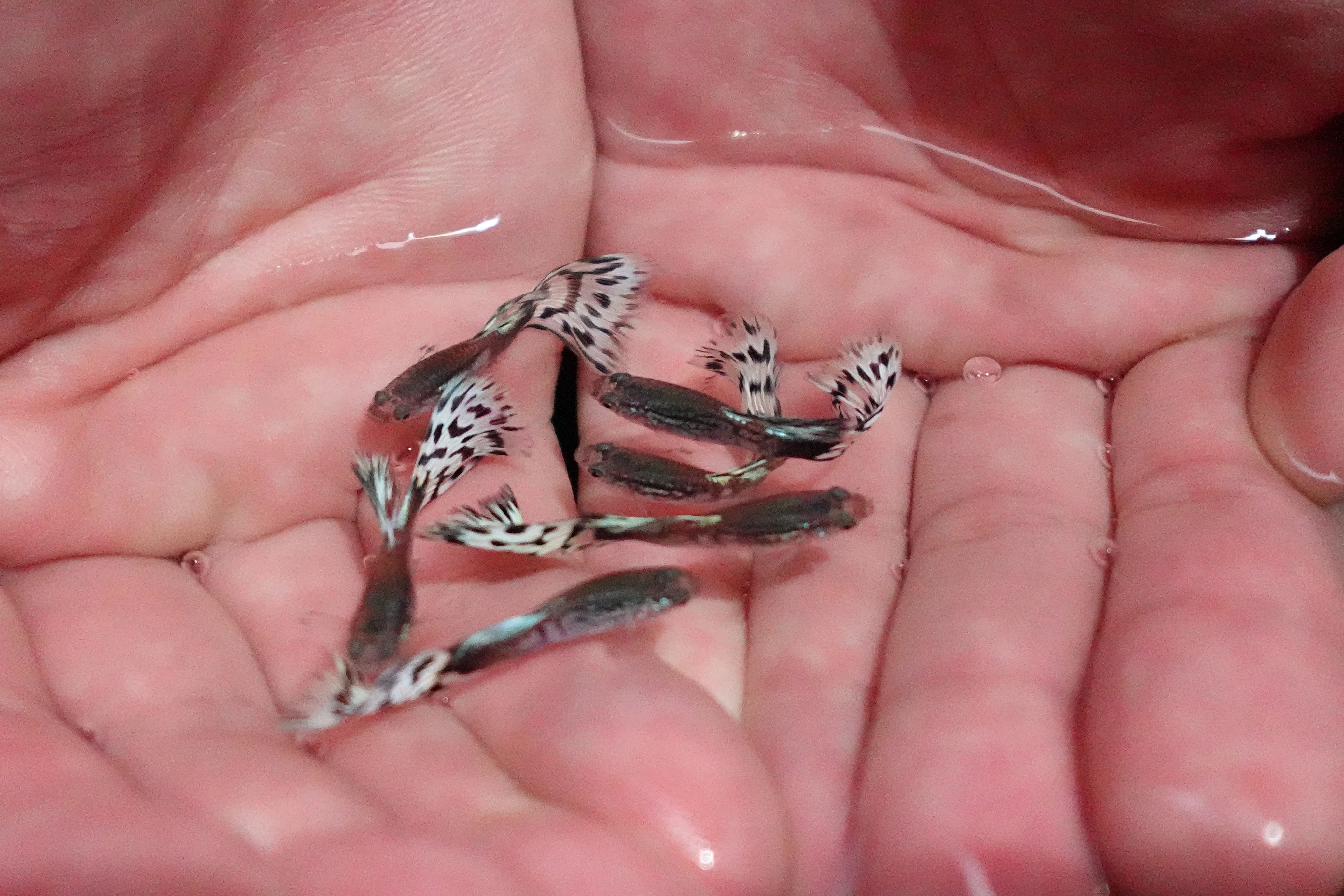White Mosaic Snakeskin Guppy Fish - Image 5
