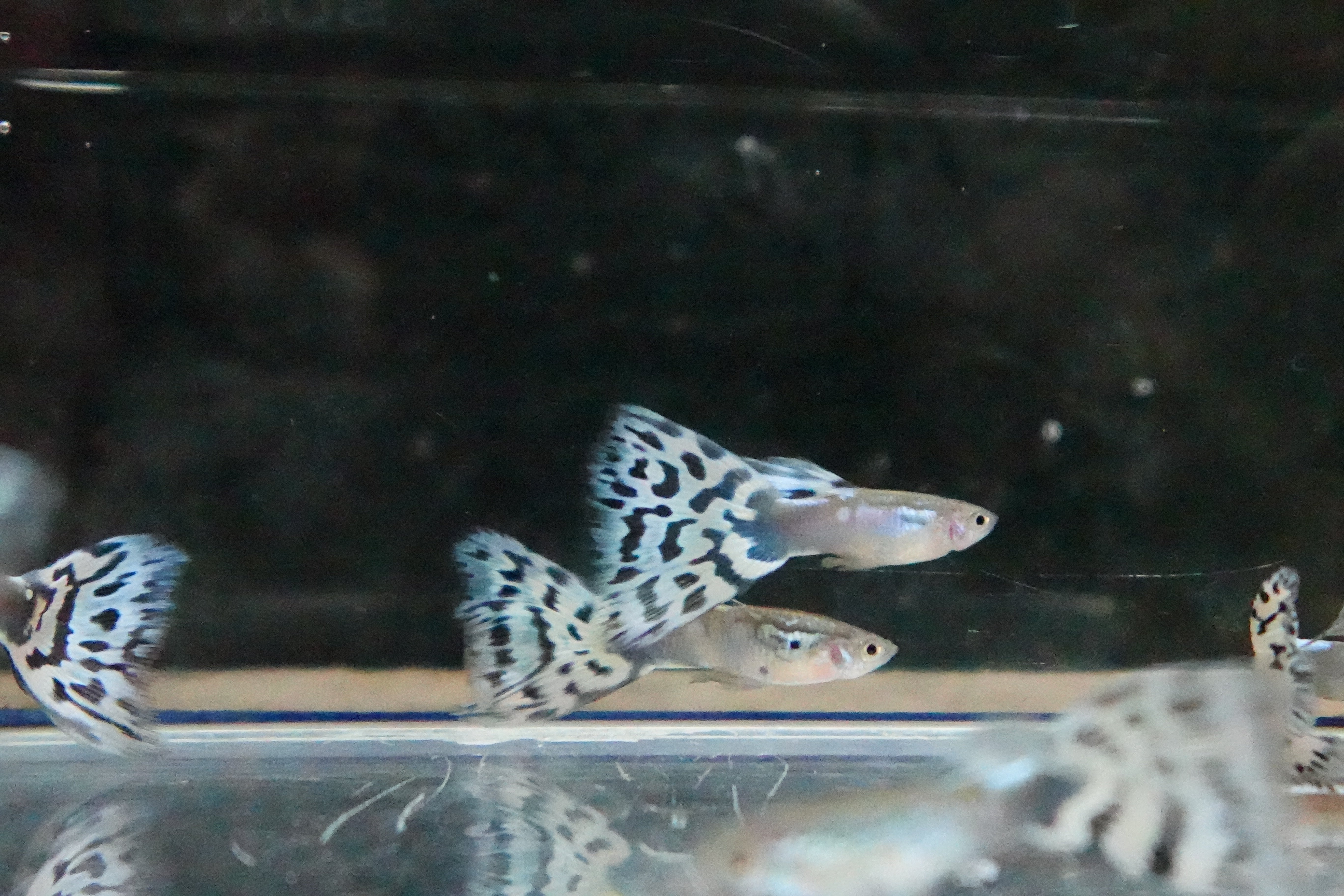 White Mosaic Snakeskin Guppy Fish - Image 6