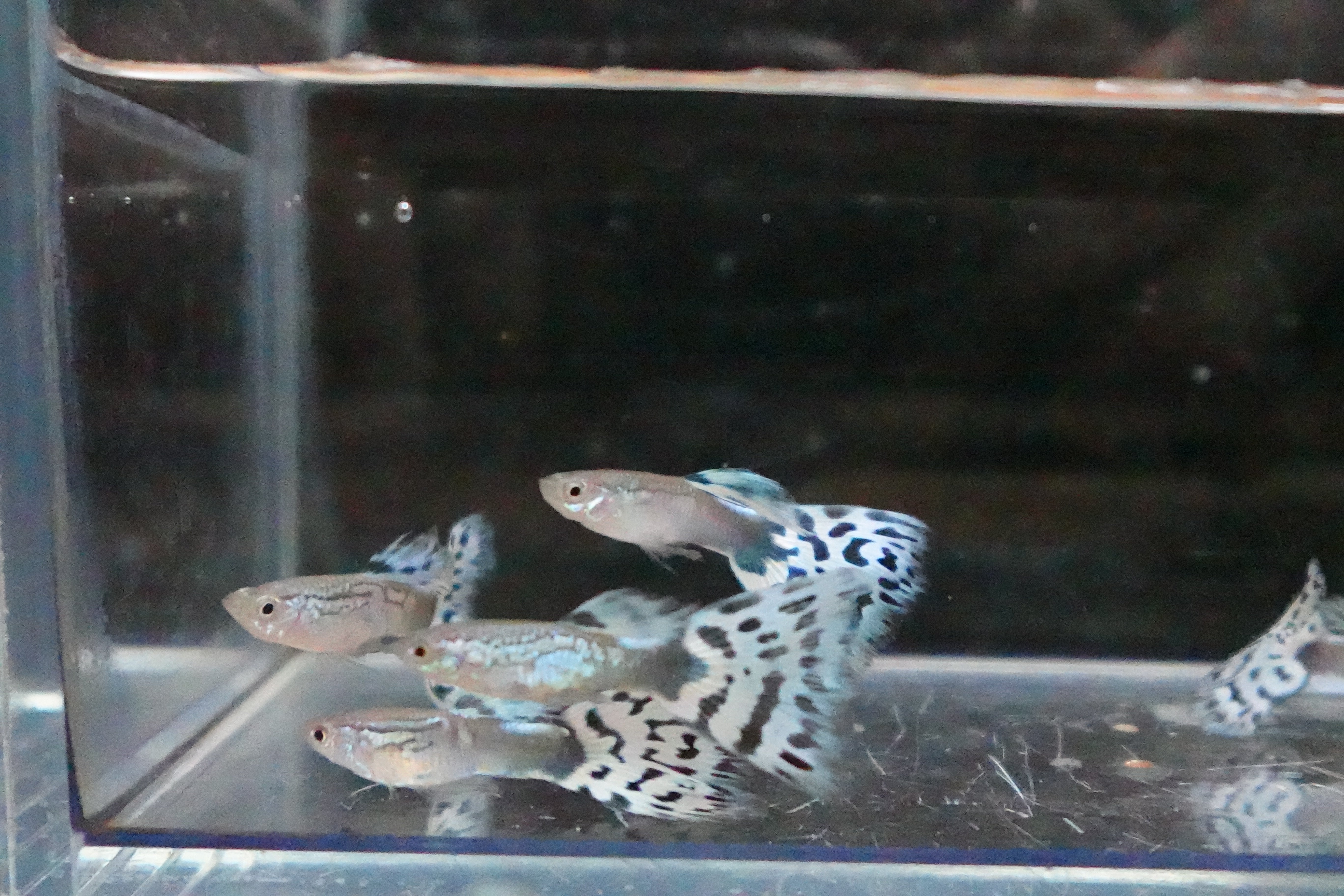 White Mosaic Snakeskin Guppy Fish - Image 7
