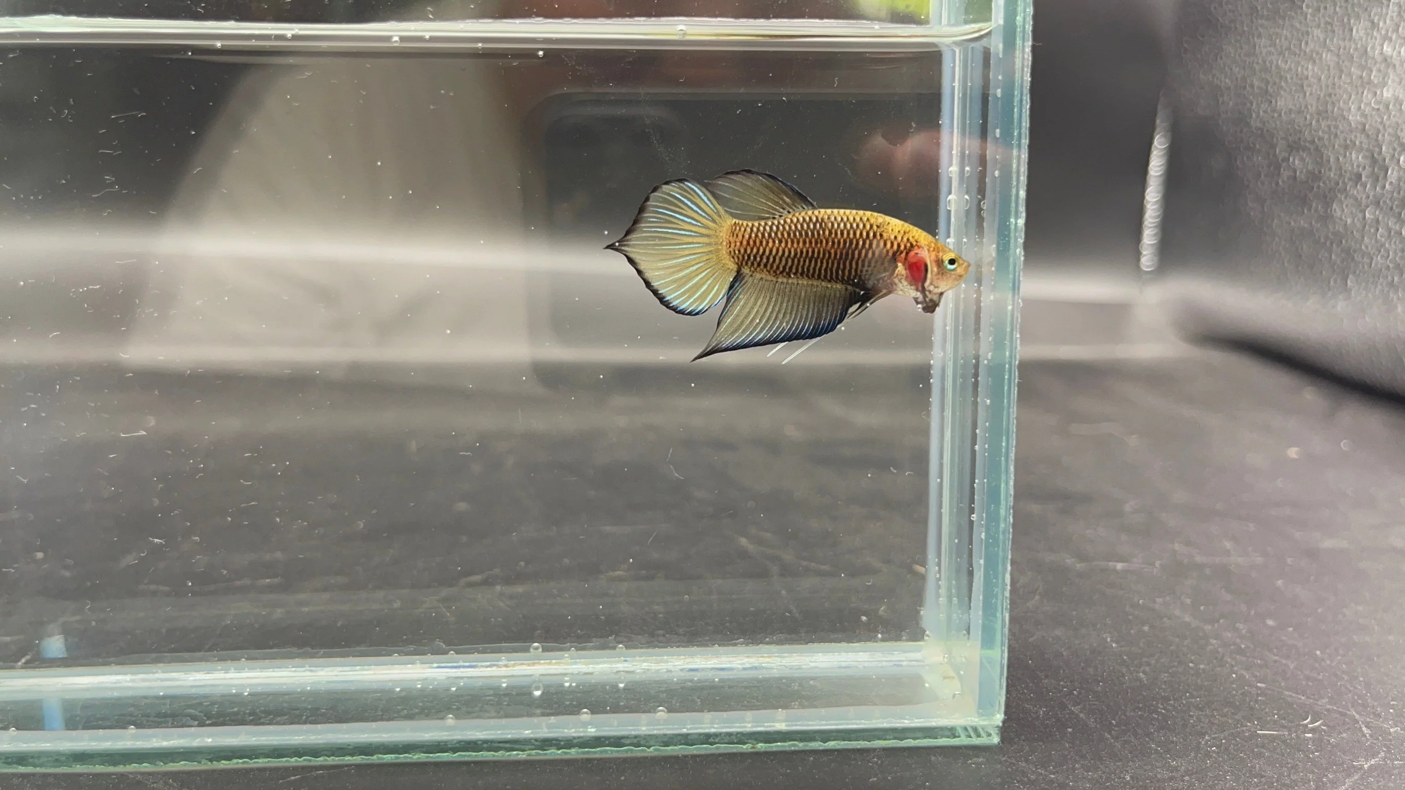 Yellow Benjarong Crimson Cheek Wild Betta Fish - Kingdom of Thailand (Male) - Image 3
